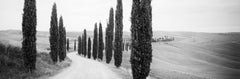 Cypress Path Panorama, Tuscany, black and white fine art photography, landscape