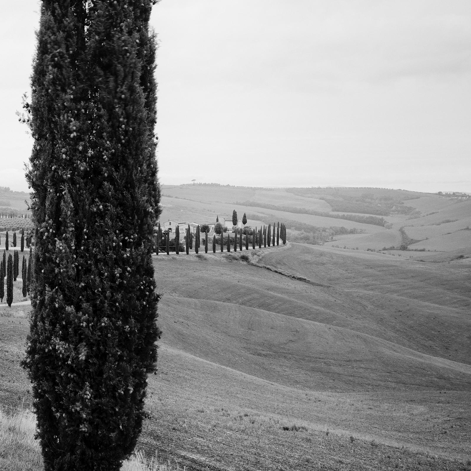 Cypress Path Panorama, Trees, Tuscany, black and white photography, landscape For Sale 4