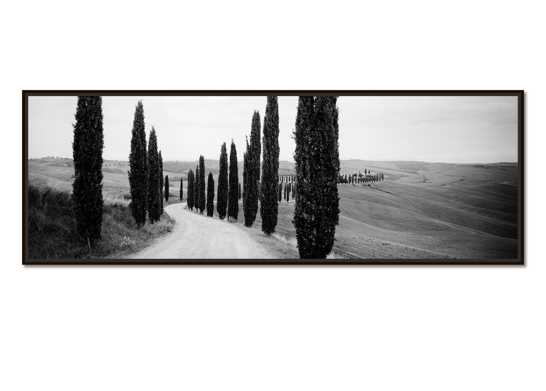 Cypress Path Panorama, Trees, Tuscany, black and white photography, landscape - Photograph by Gerald Berghammer