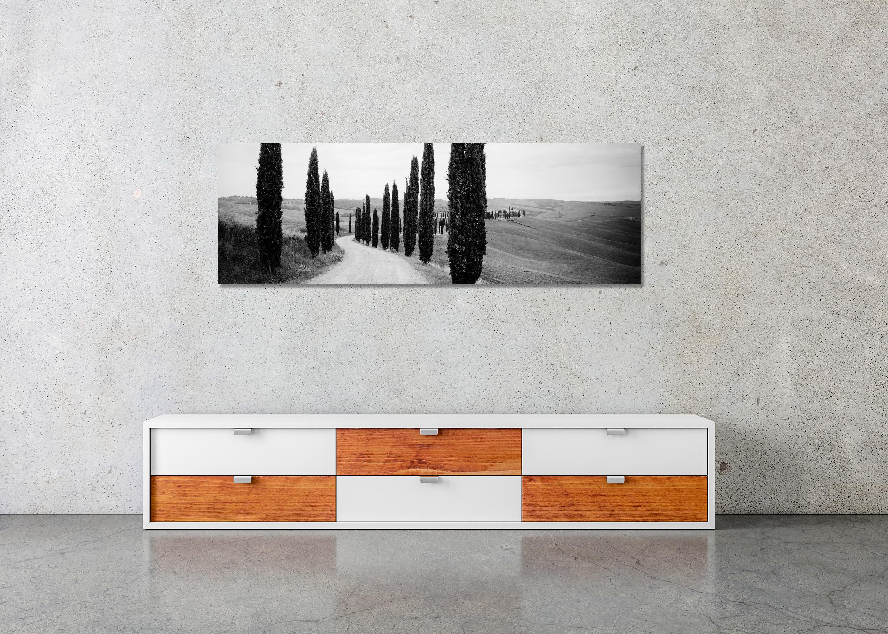 Cypress Path Panorama, Trees, Tuscany, black and white photography, landscape For Sale 1