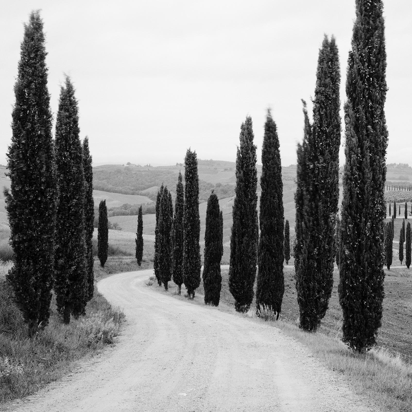 Cypress Path Panorama, Trees, Tuscany, black and white photography, landscape For Sale 2