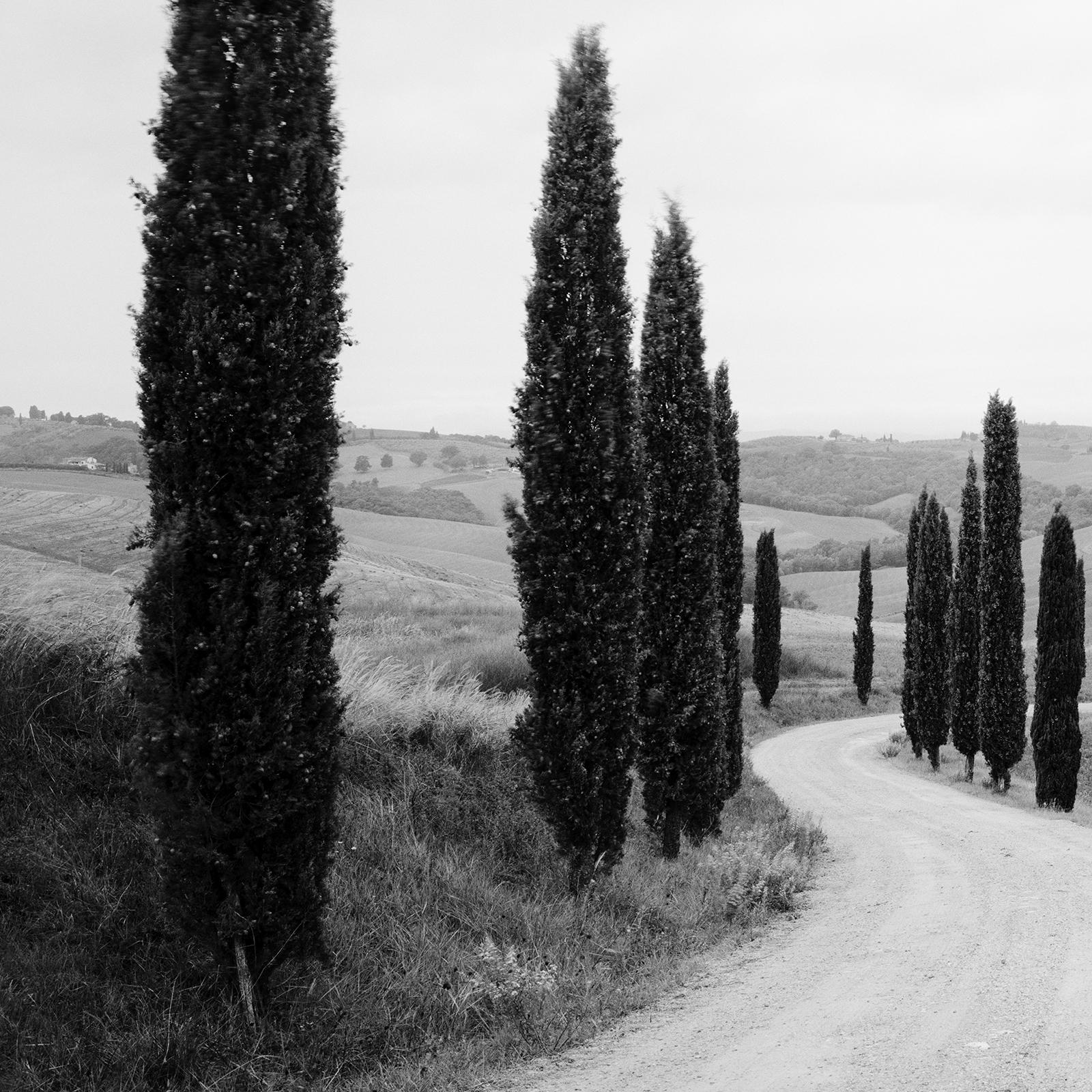 Cypress Path Panorama, Trees, Tuscany, black and white photography, landscape For Sale 3