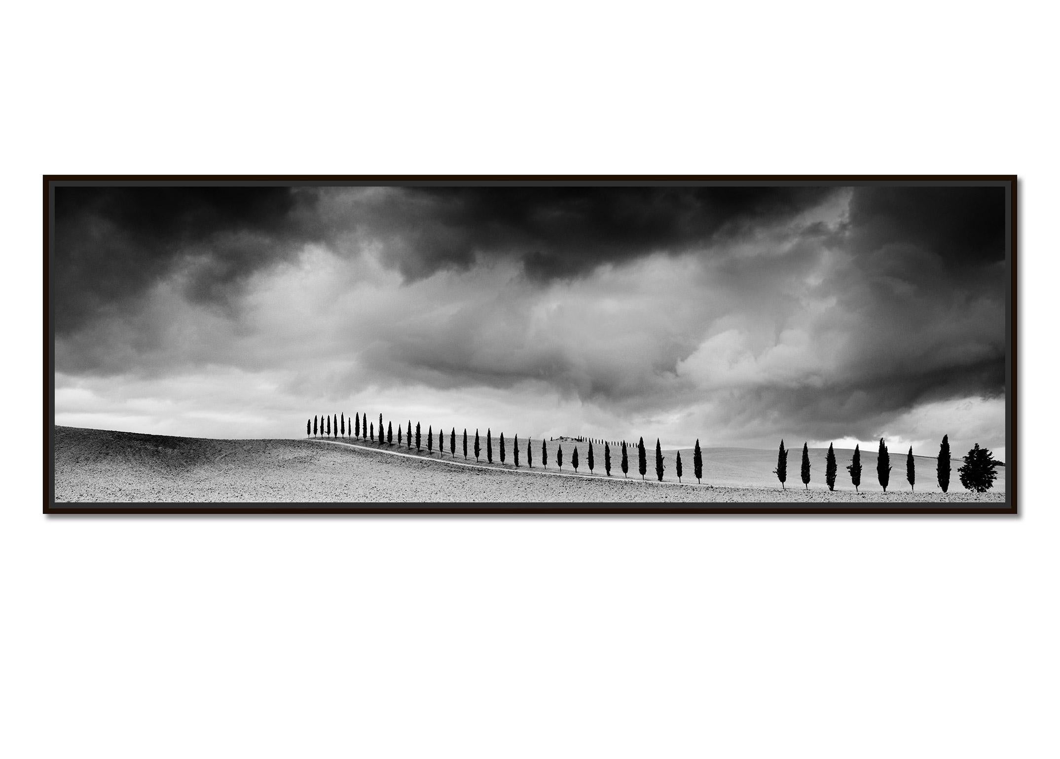 Cypress Tree Avenue, Panorama, Tuscany, black and white photography, landscape - Photograph by Gerald Berghammer