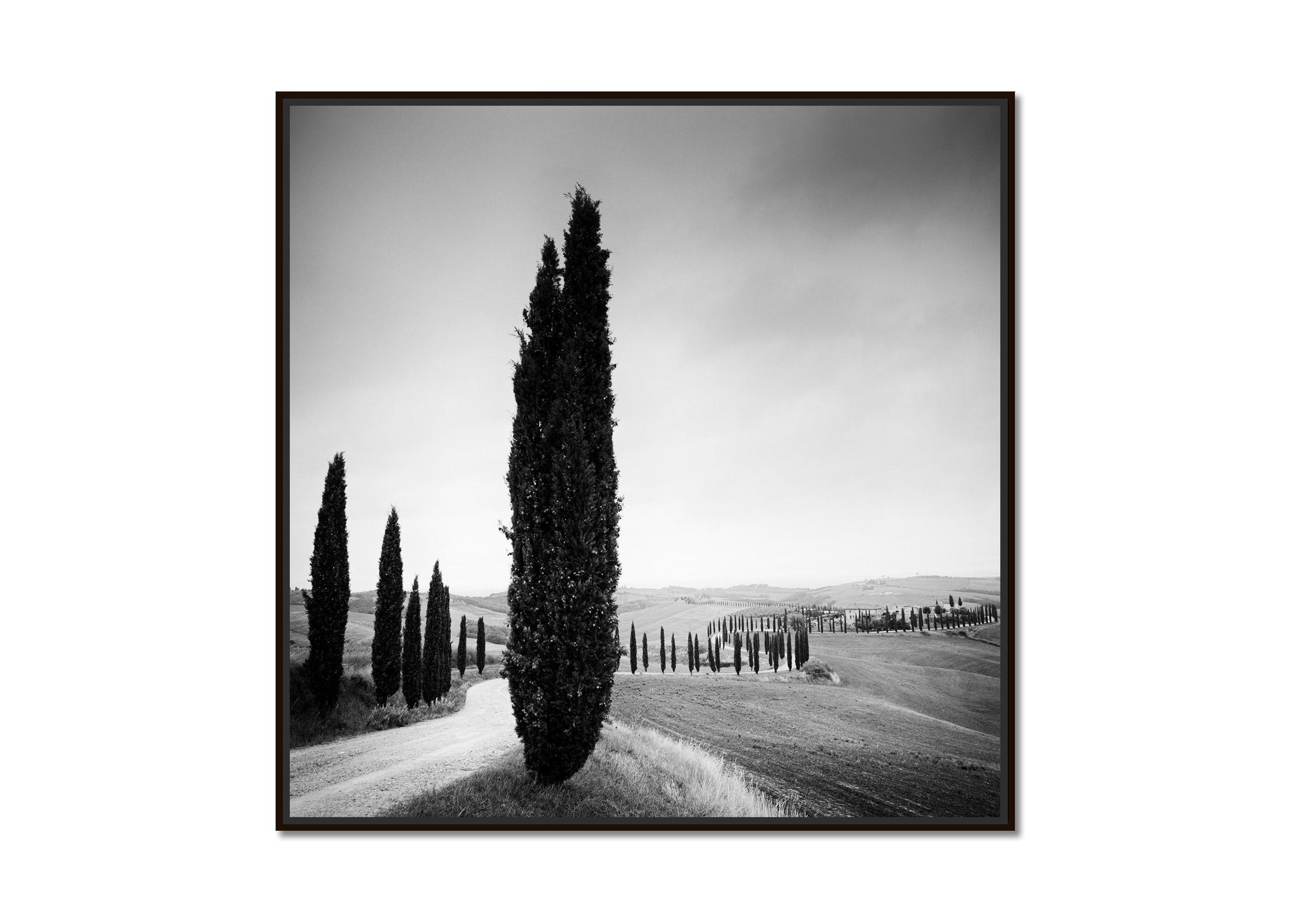 Cypress Tree Avenue, Tuscany, black and white photography, landscape, fine art - Photograph by Gerald Berghammer