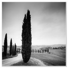 Cypress Tree Avenue, Toscane, photographie noir et blanc, paysage, beaux-arts