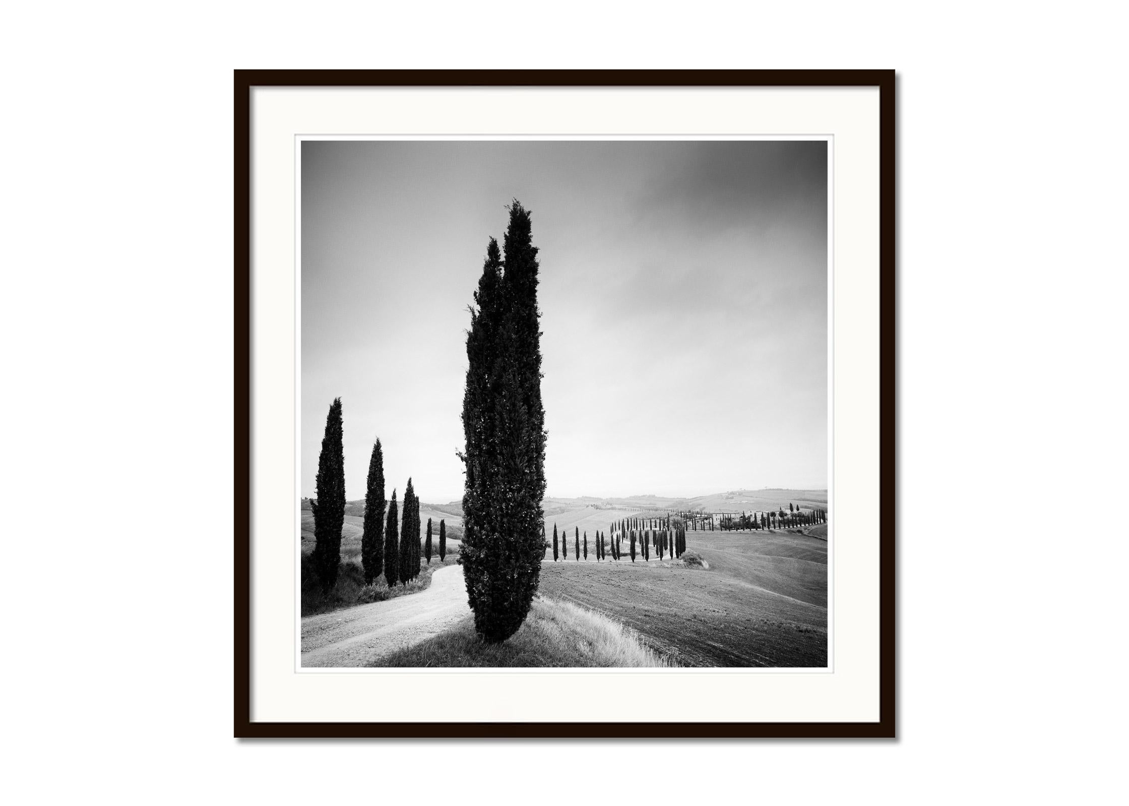 trees of tuscany