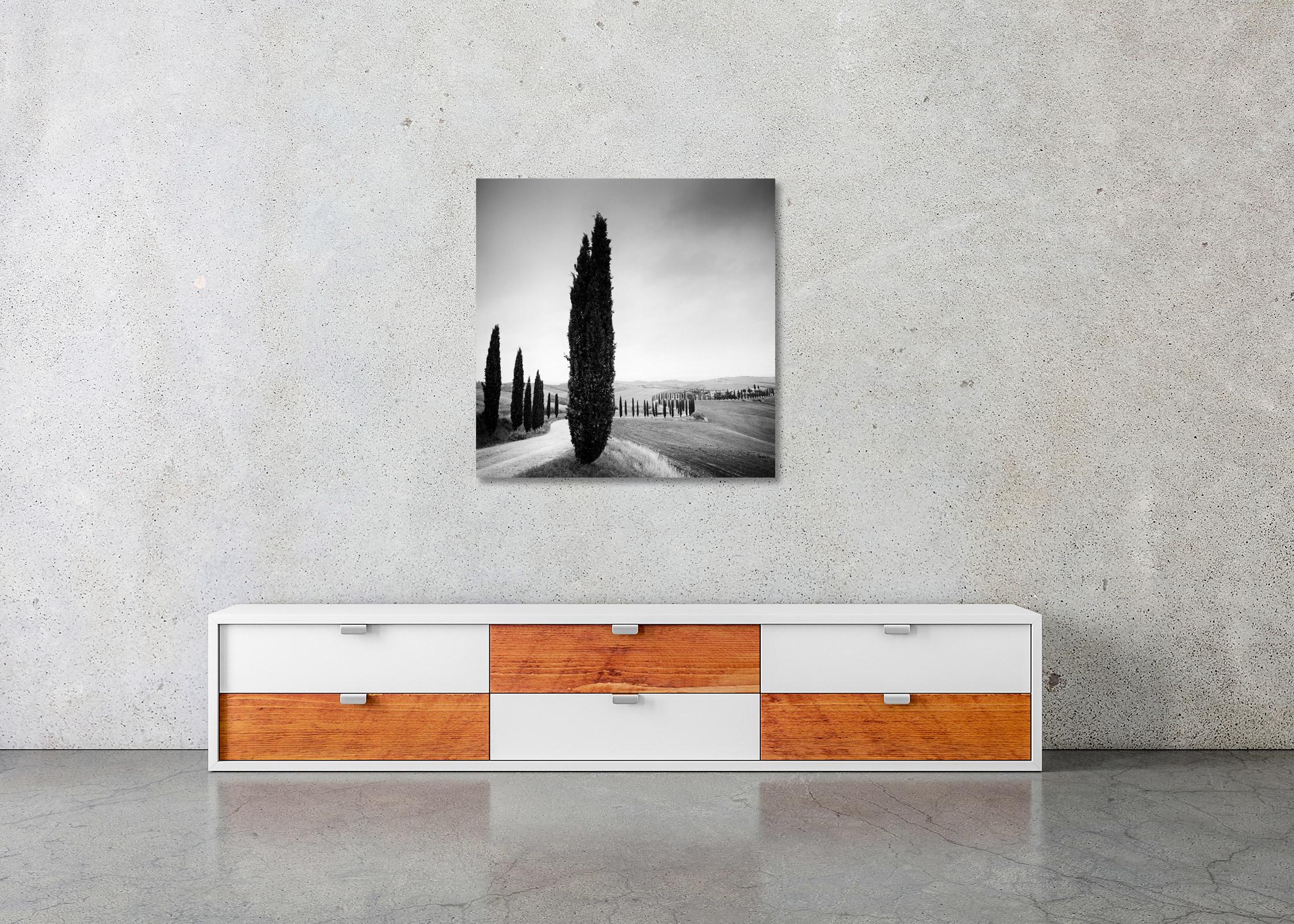 Cypress Tree Avenue, Tuscany, black and white photography, landscape, fine art - Gray Black and White Photograph by Gerald Berghammer