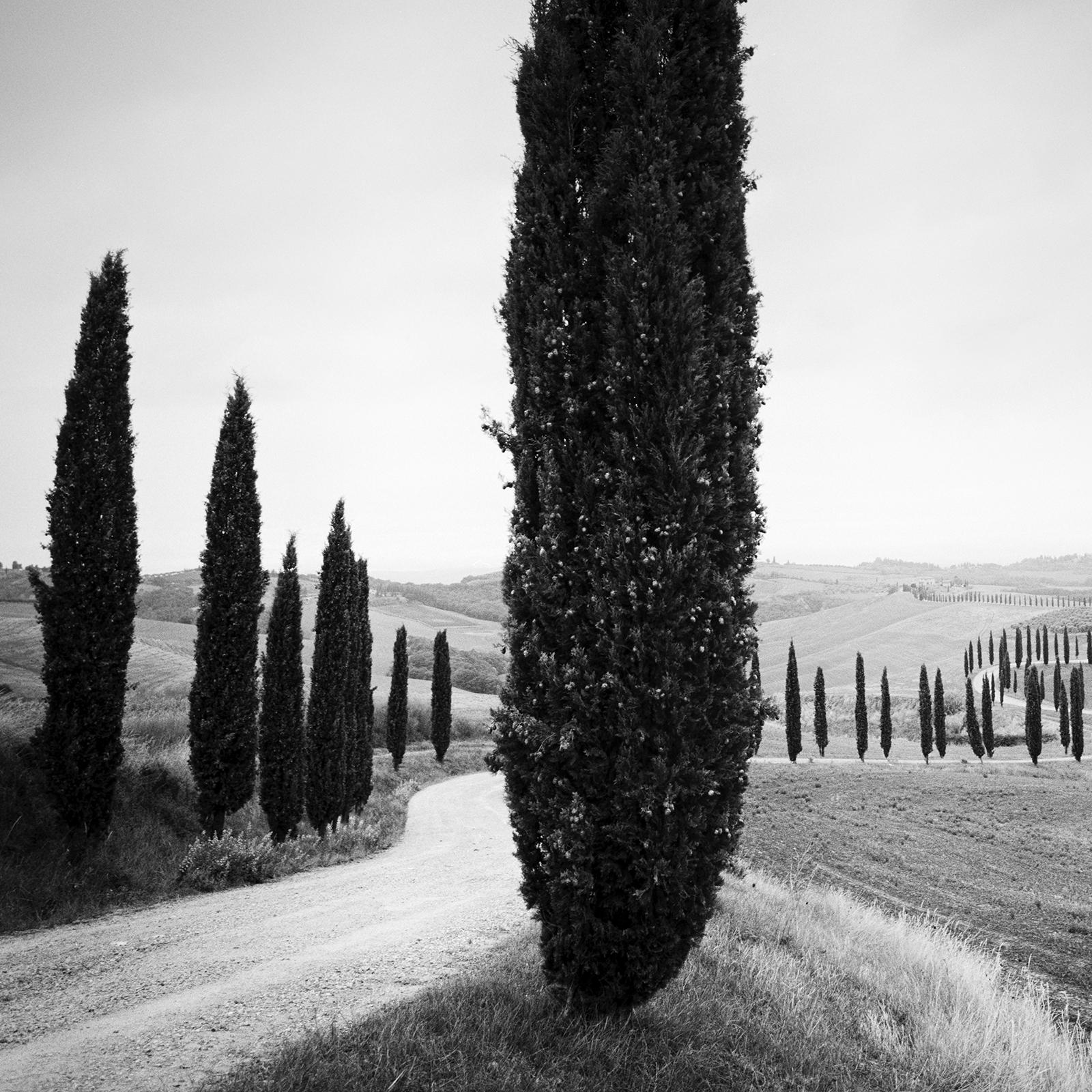 Black and white fine art landscape photography print. Winding path through the cypresses trees avenue in the beautiful Tuscany, Italy. Archival pigment ink print, edition of 9. Signed, titled, dated and numbered by artist. Certificate of