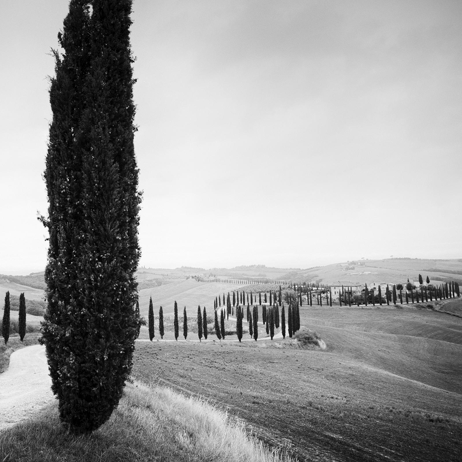 Cypress Tree Avenue, Tuscany, black and white photography, landscape, fine art For Sale 1