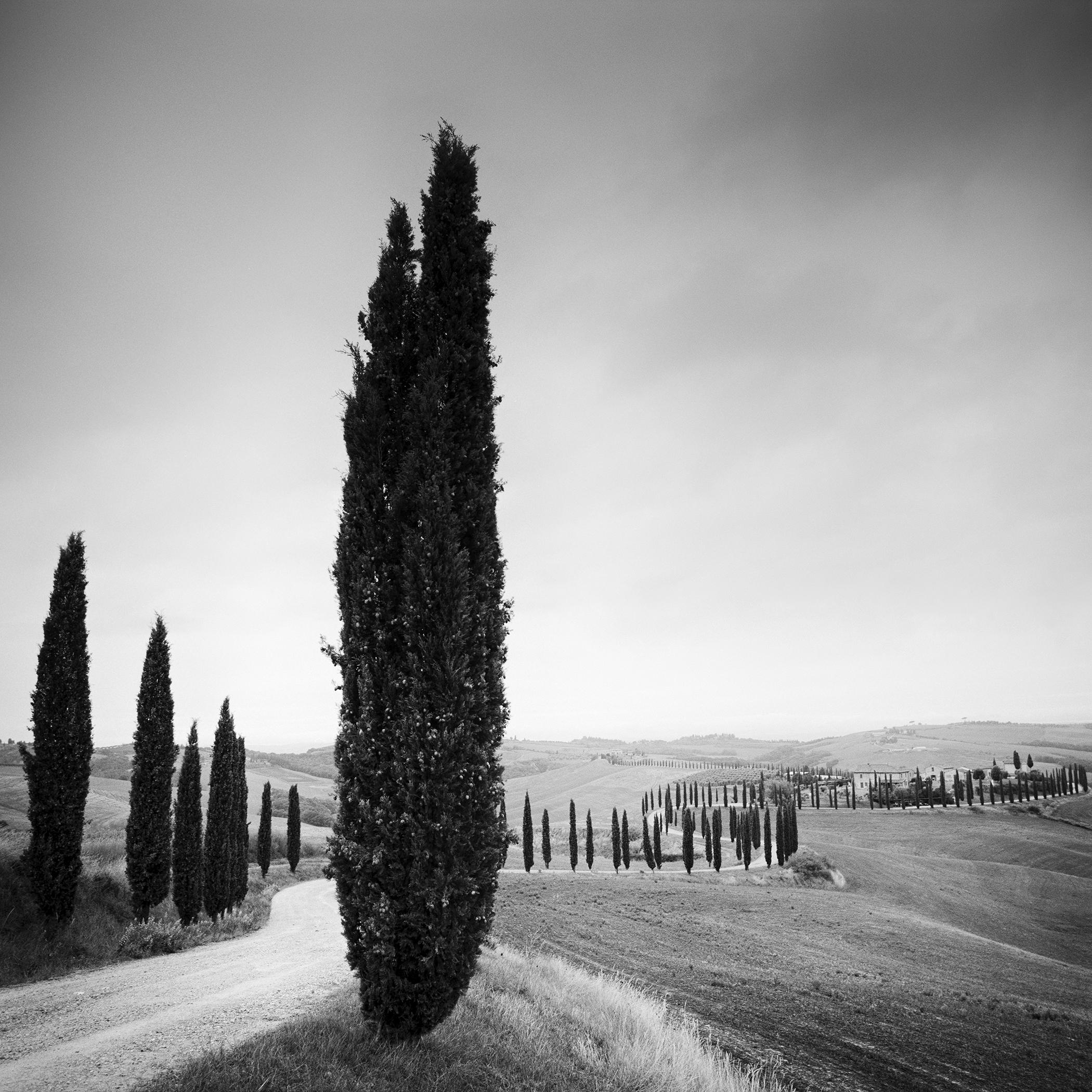 Limited Edition Cypress Trees, Tuscany – Black and White Landscape Photograph