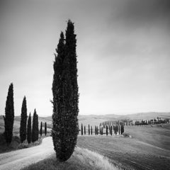 Cypress Tree Avenue, Toscane, photographie noir et blanc, paysage, beaux-arts