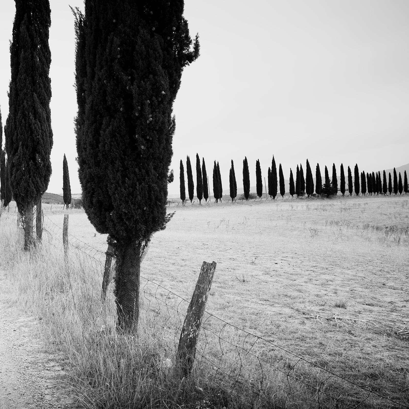 Cypress Tree Avenue, Tuscany, Italy, black and white photography, art landscape For Sale 4