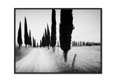 Cypress Tree Avenue, Tuscany, Italy, black and white photography, art landscape