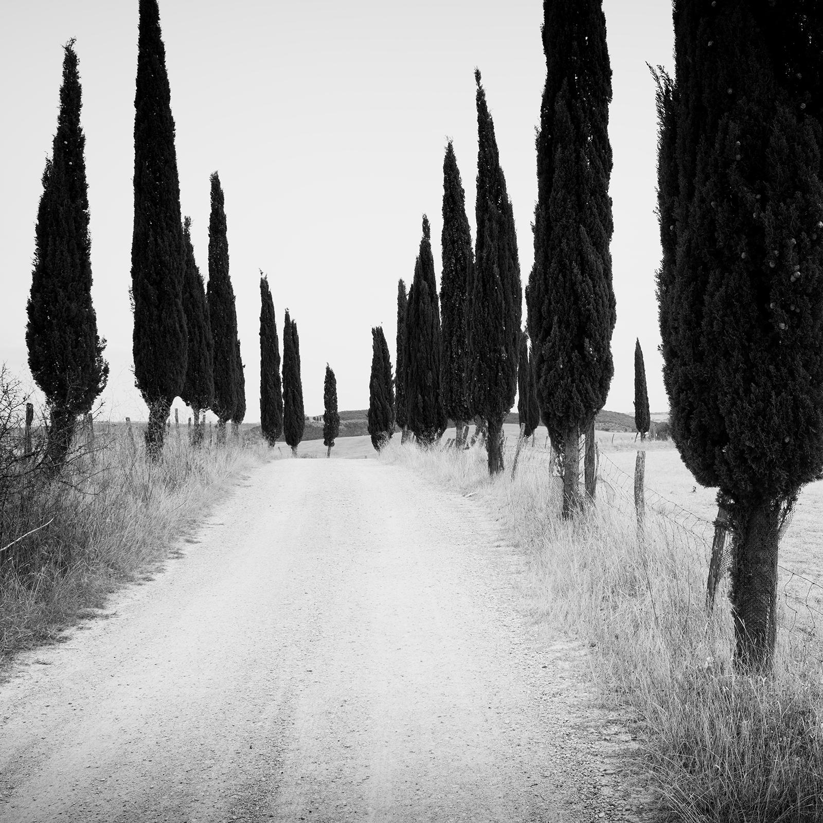 Cypress Tree Avenue, Tuscany, Italy, black and white photography, art landscape For Sale 2