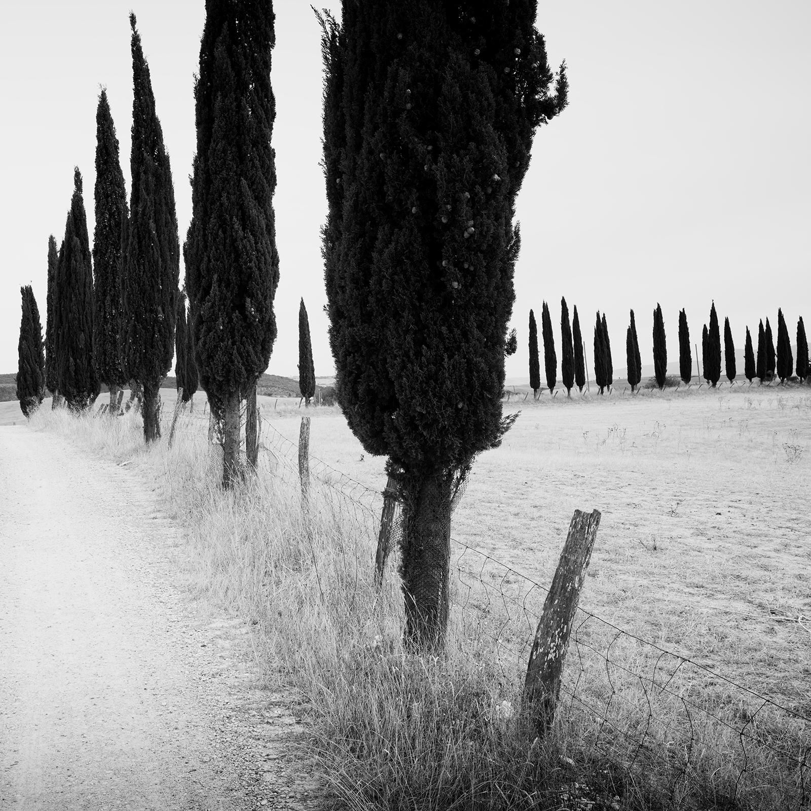 Cypress Tree Avenue, Tuscany, Italy, black and white photography, art landscape For Sale 3