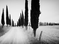 Cypress Tree Avenue, Tuscany, Italy, black and white photography, art landscape