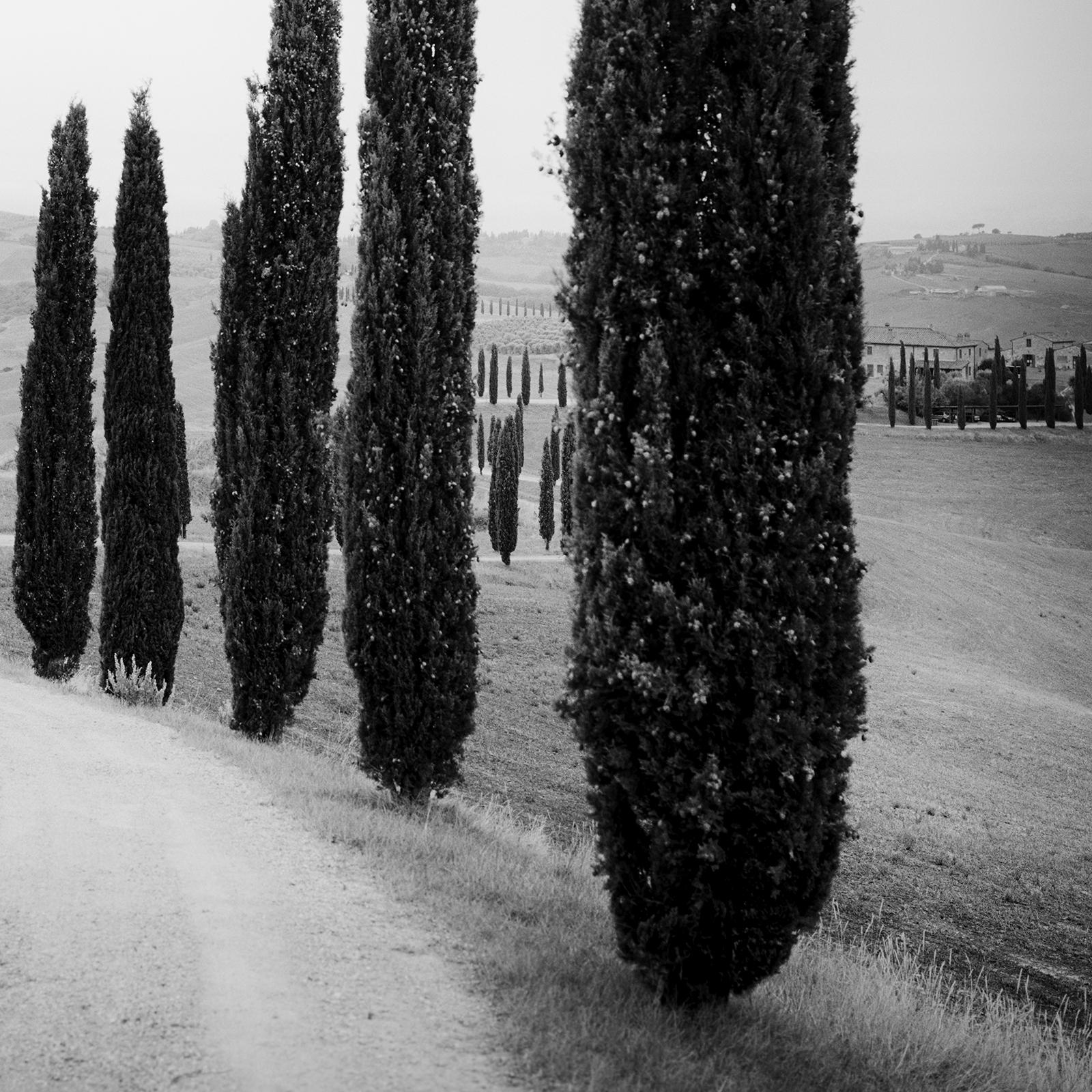 Cypress Trees, along the Road, Tuscany, black and white photography, landscape For Sale 5