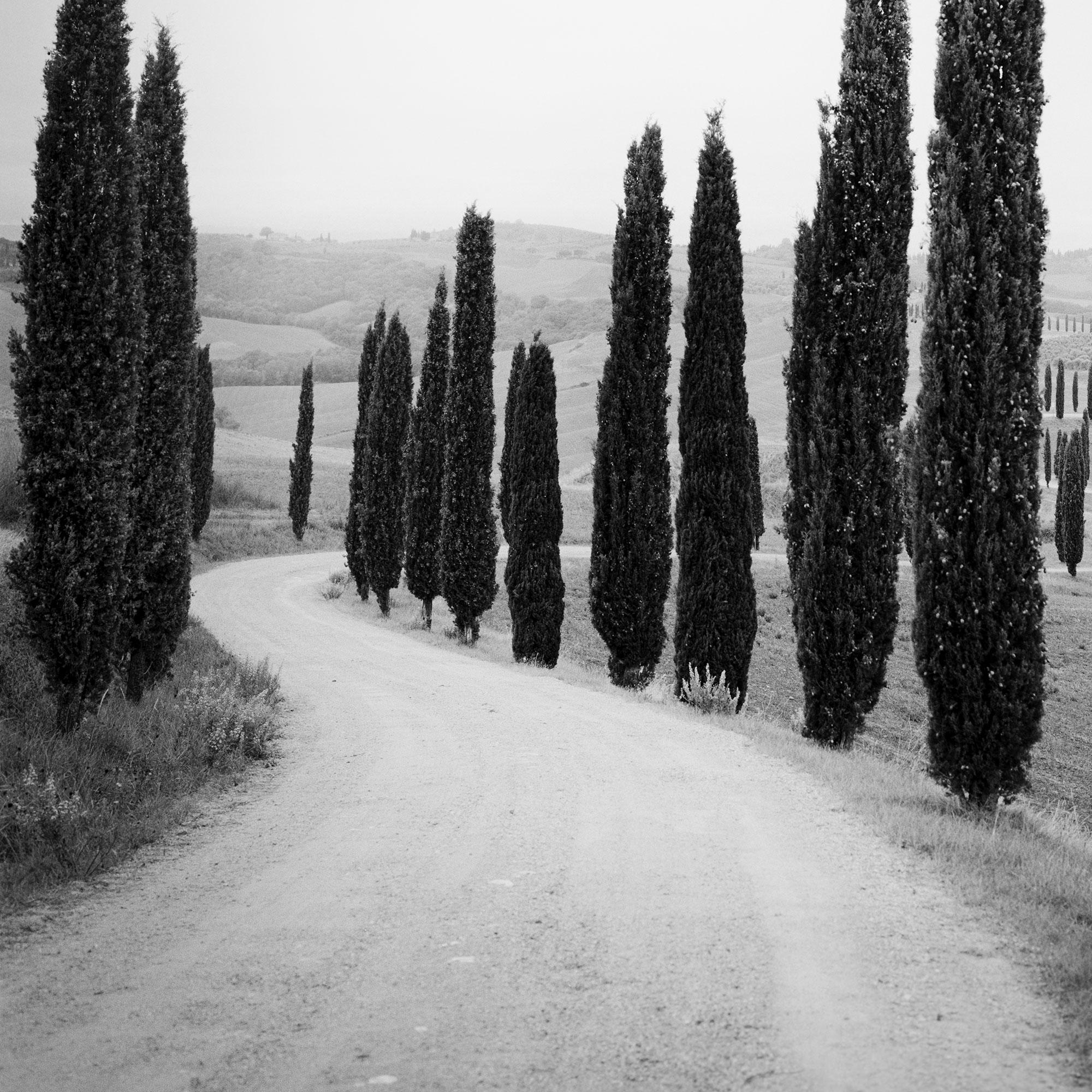 Zypressenbäume, entlang der Straße, Toskana, Schwarz-Weiß-Fotografie, Landschaft im Angebot 5