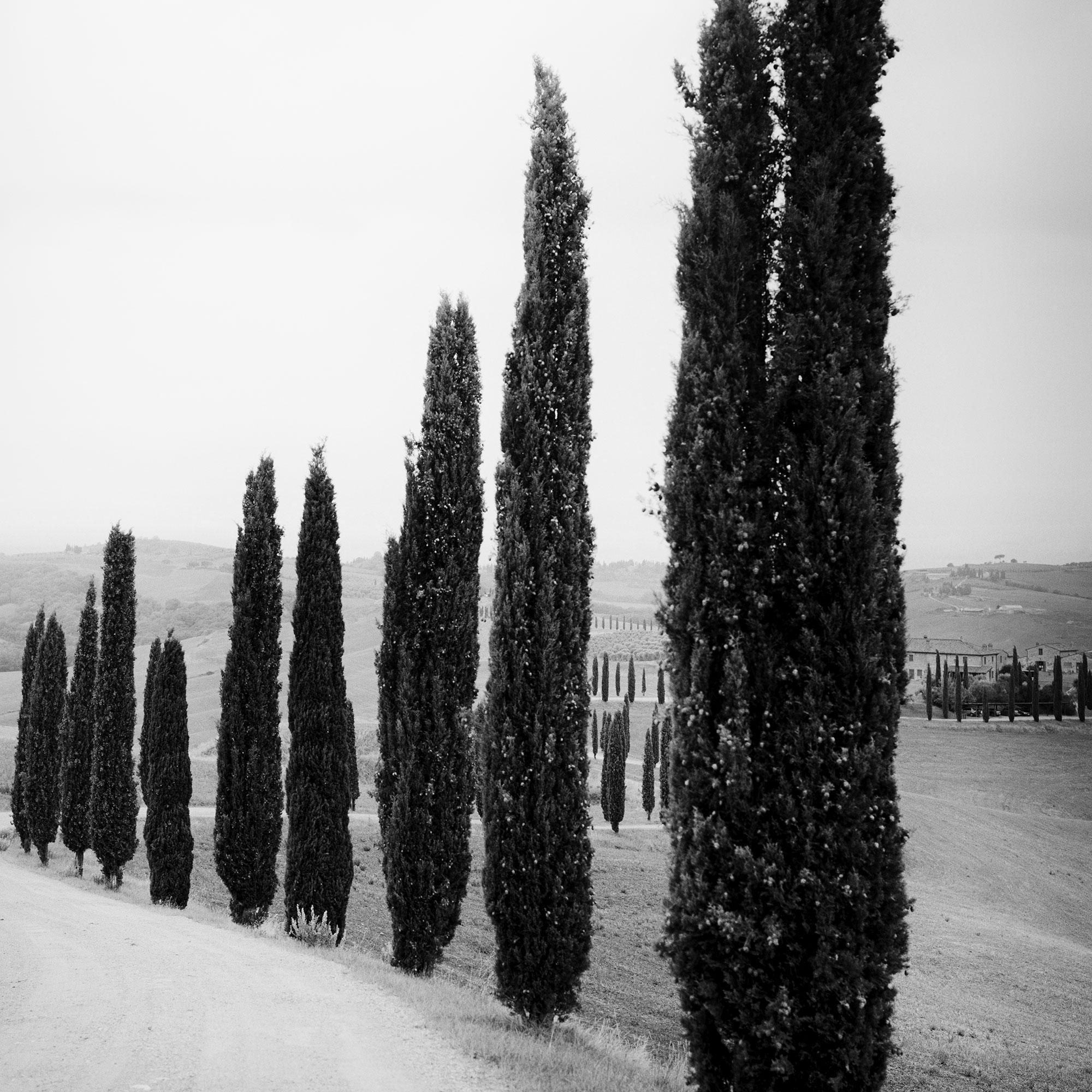 Zypressenbäume, entlang der Straße, Toskana, Schwarz-Weiß-Fotografie, Landschaft im Angebot 6