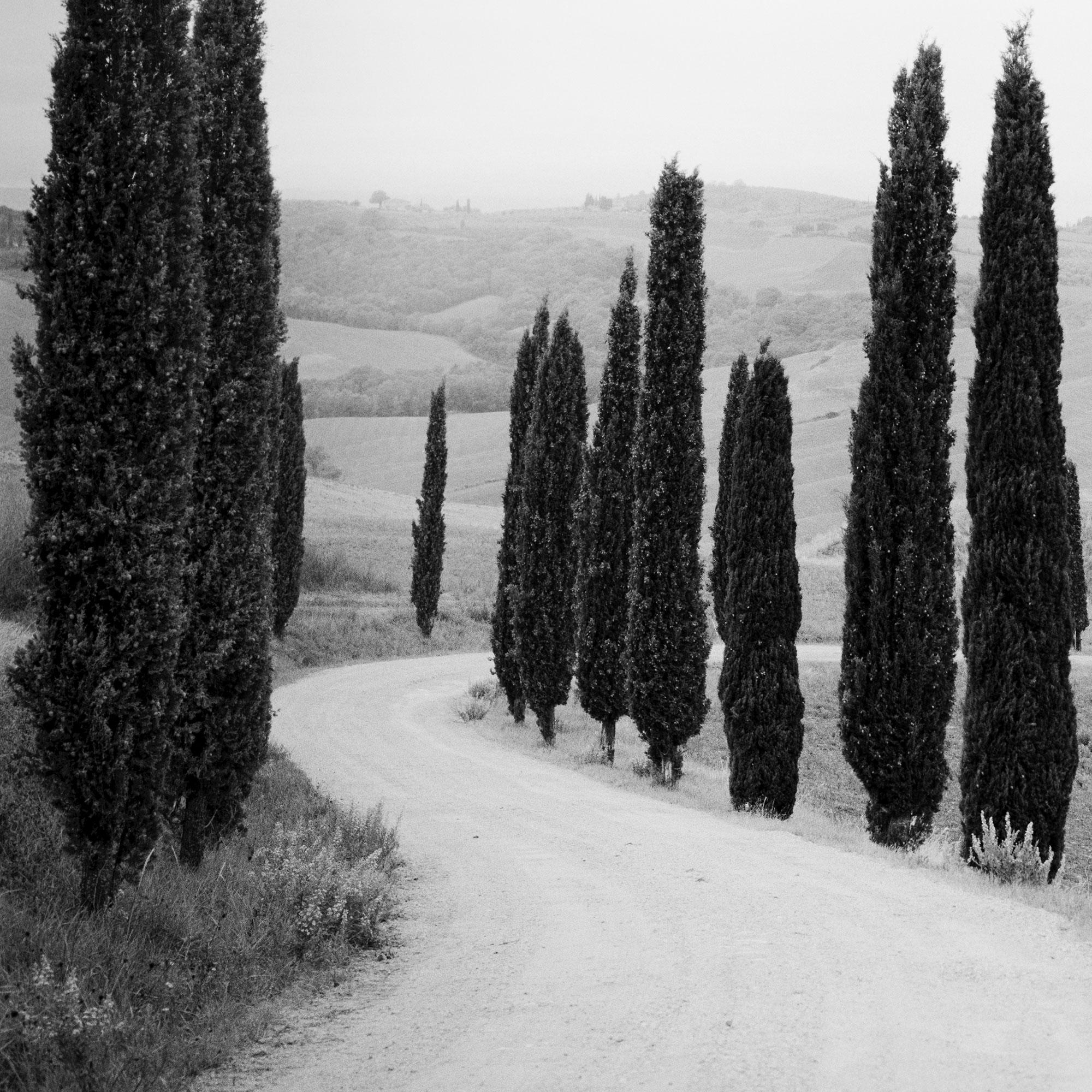 Zypressenbäume, entlang der Straße, Toskana, Schwarz-Weiß-Fotografie, Landschaft im Angebot 7