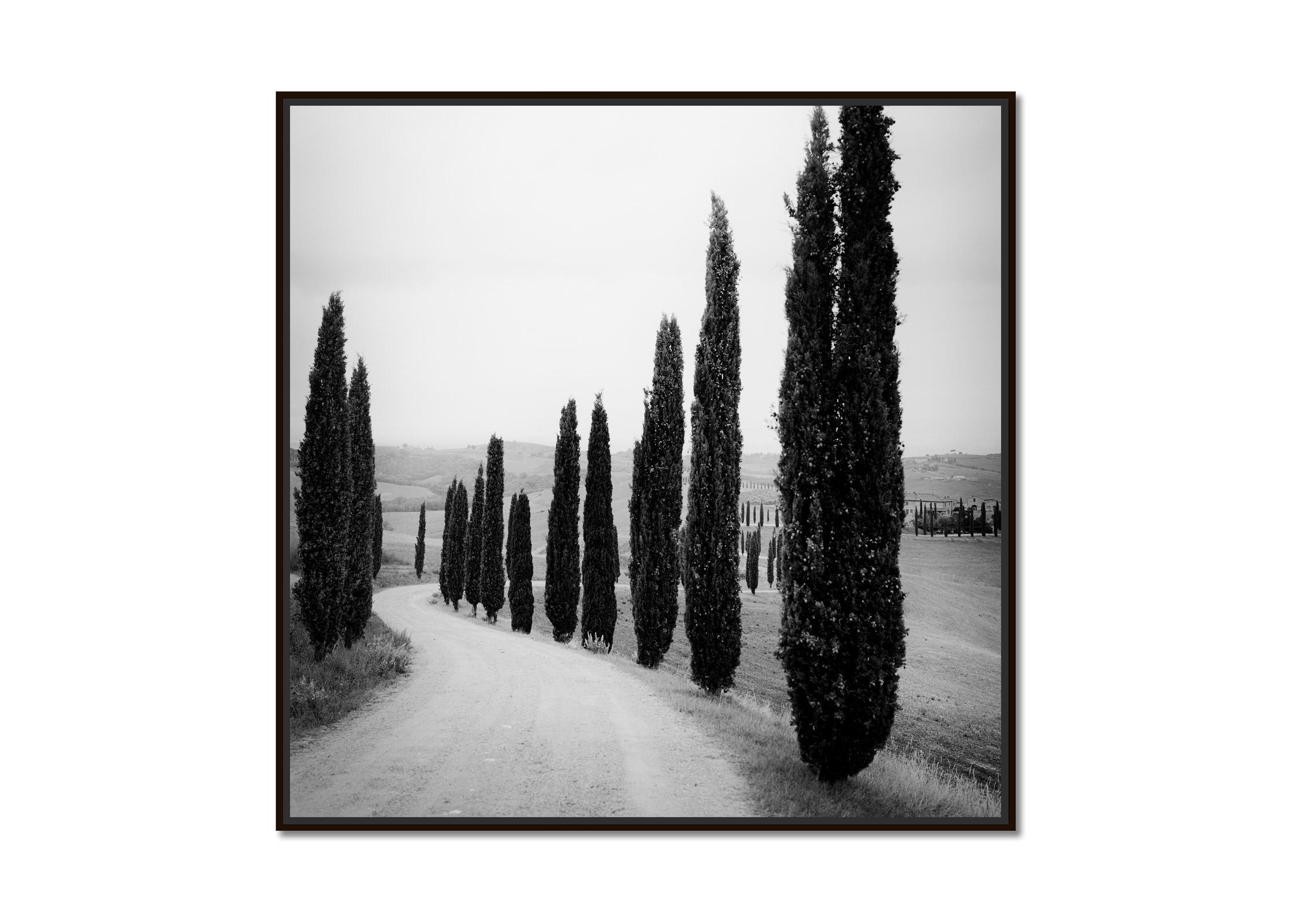 Cypress Trees, along the Road, Tuscany, black and white photography, landscape - Photograph by Gerald Berghammer