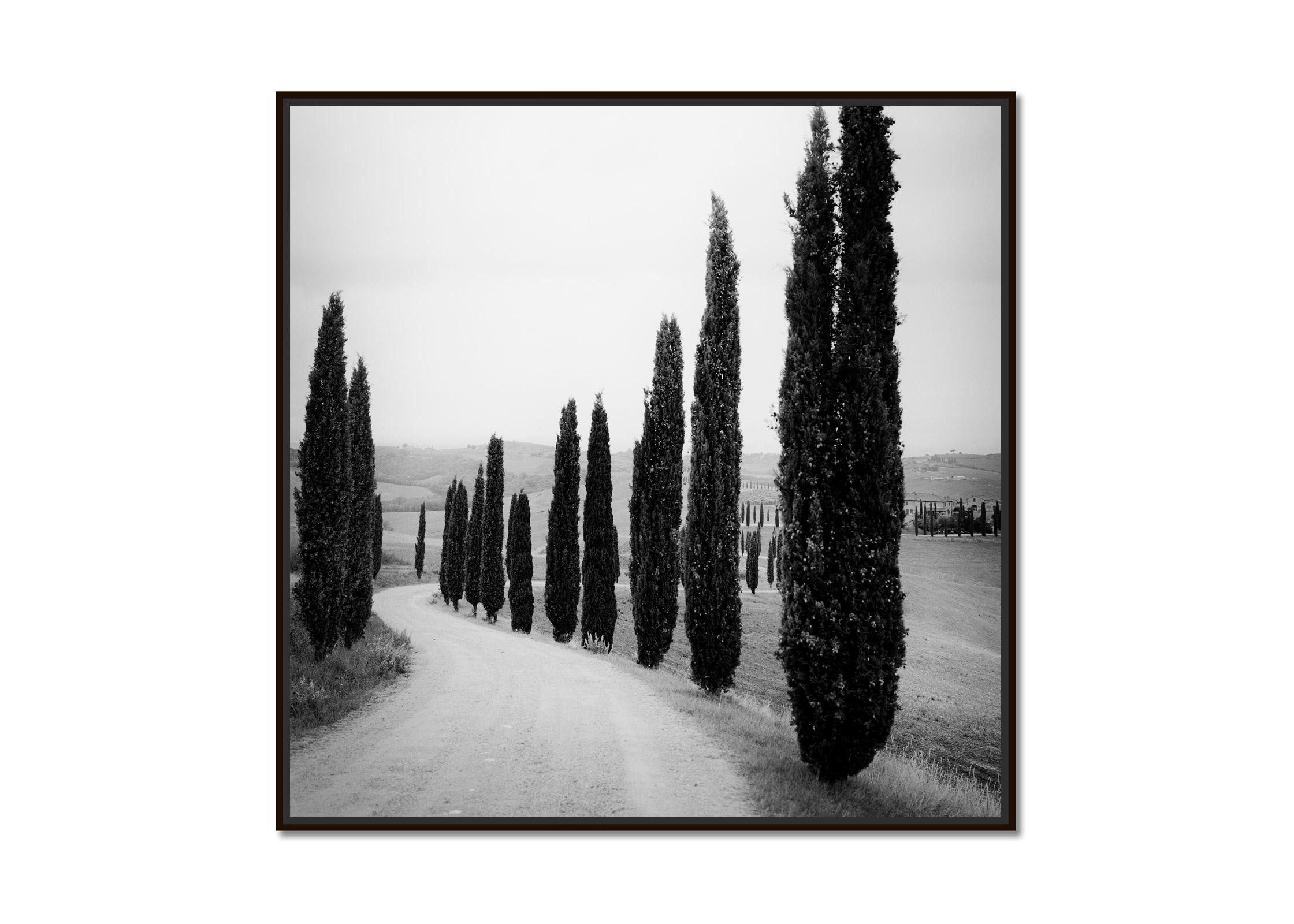 Zypressenbäume, entlang der Straße, Toskana, Schwarz-Weiß-Fotografie, Landschaft – Photograph von Gerald Berghammer