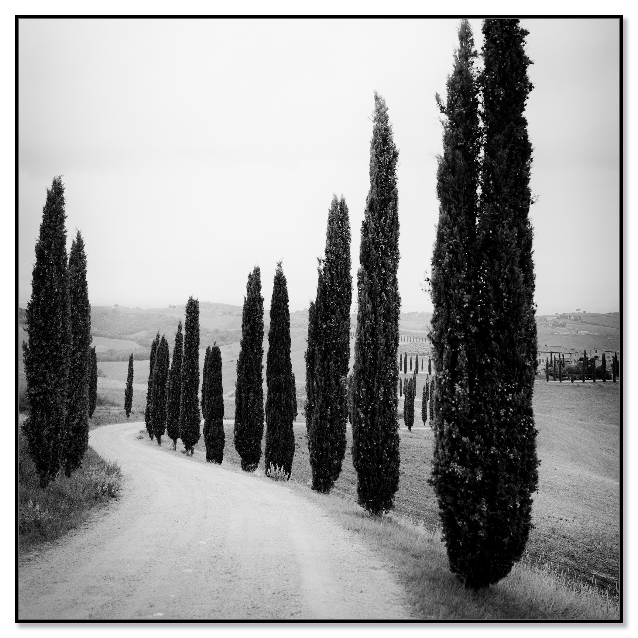 Zypressenbäume, entlang der Straße, Toskana, Schwarz-Weiß-Fotografie, Landschaft – Photograph von Gerald Berghammer