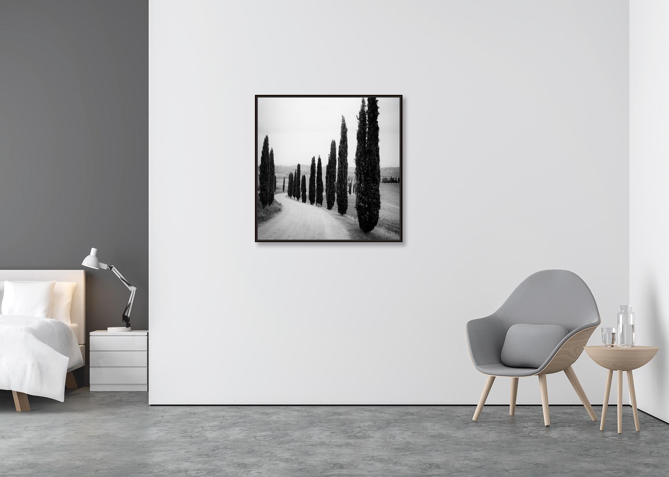 Cypress Trees, along the Road, Tuscany, black and white photography, landscape - Contemporary Photograph by Gerald Berghammer