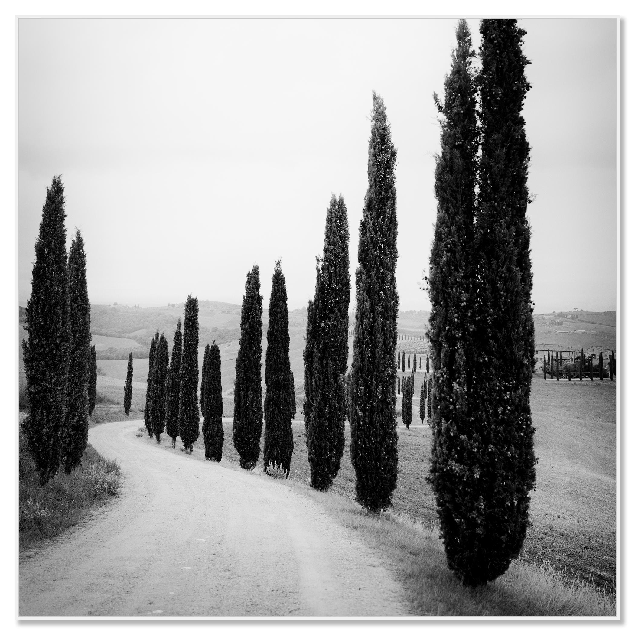 Zypressenbäume, entlang der Straße, Toskana, Schwarz-Weiß-Fotografie, Landschaft (Zeitgenössisch), Photograph, von Gerald Berghammer