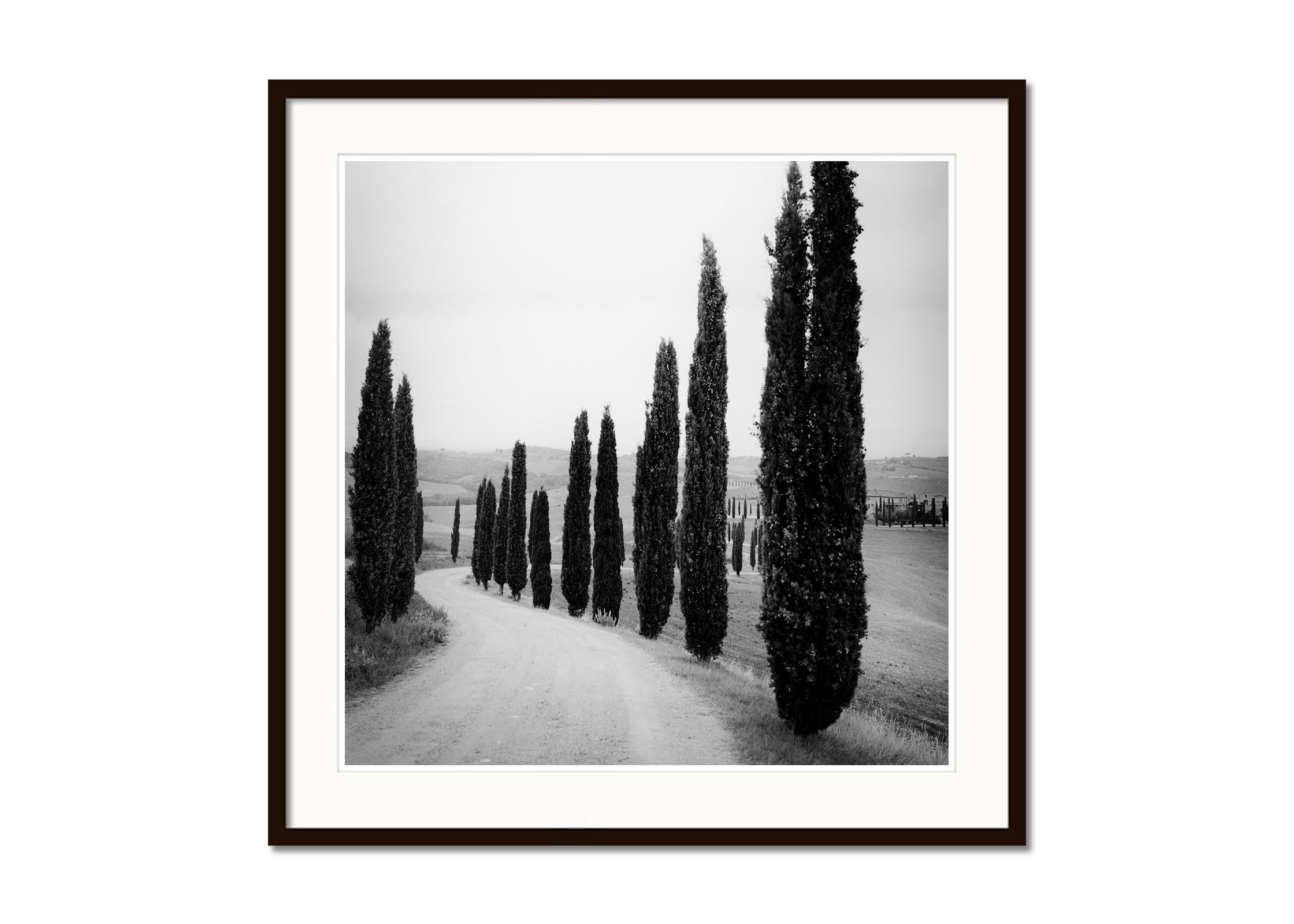 Cypress Trees, along the Road, Tuscany, black and white photography, landscape - Gray Landscape Photograph by Gerald Berghammer