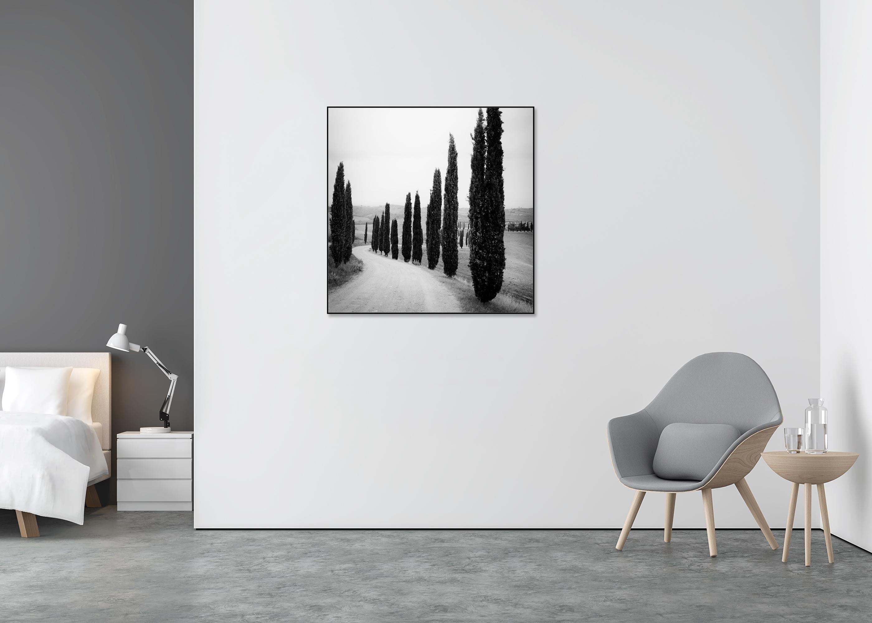 Zypressenbäume, entlang der Straße, Toskana, Schwarz-Weiß-Fotografie, Landschaft (Grau), Landscape Photograph, von Gerald Berghammer
