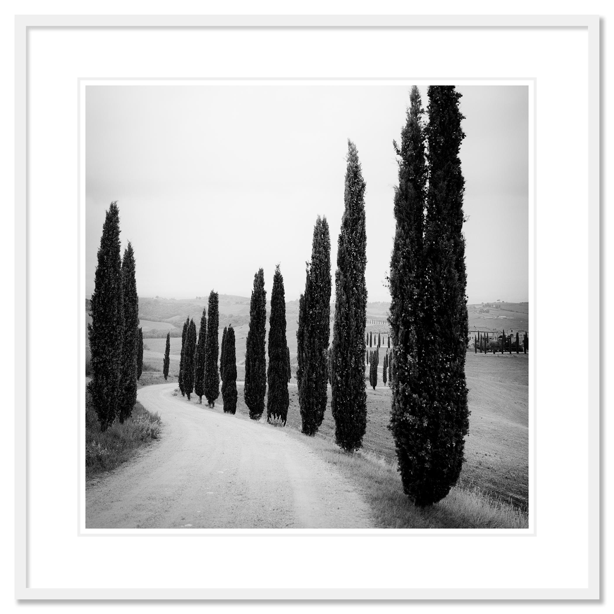 Zypressenbäume, entlang der Straße, Toskana, Schwarz-Weiß-Fotografie, Landschaft im Angebot 1