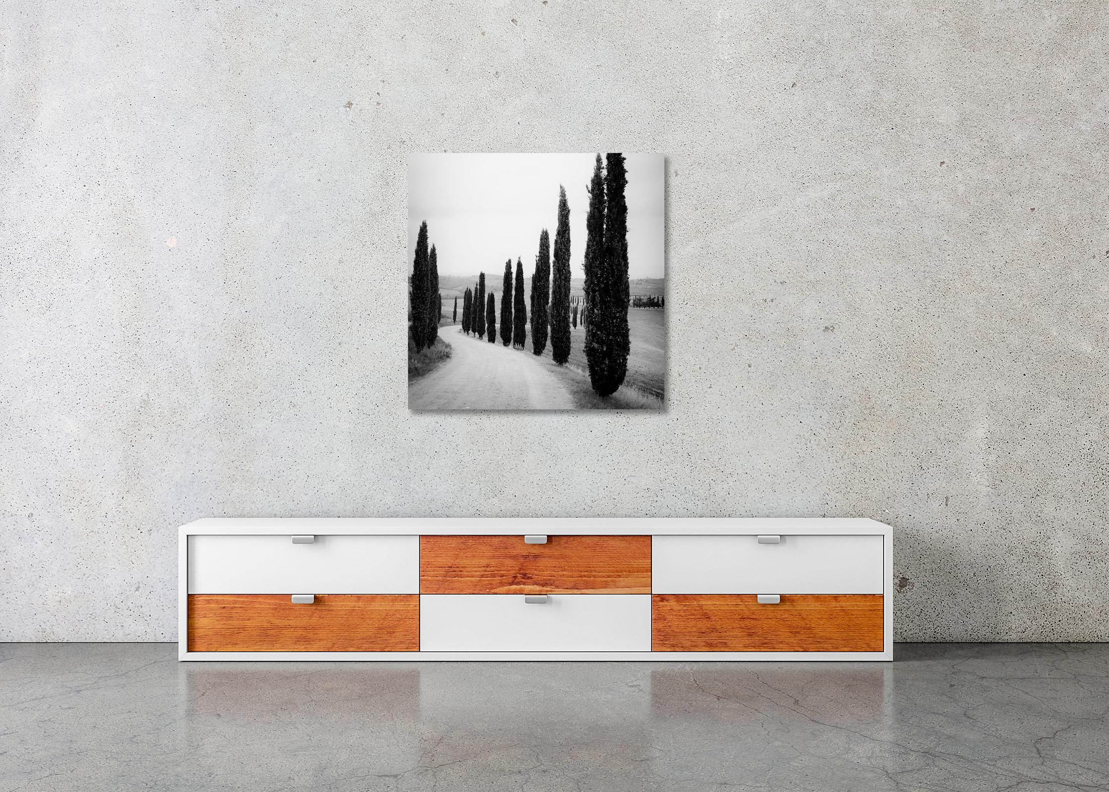 Cypress Trees, along the Road, Tuscany, black and white photography, landscape For Sale 2
