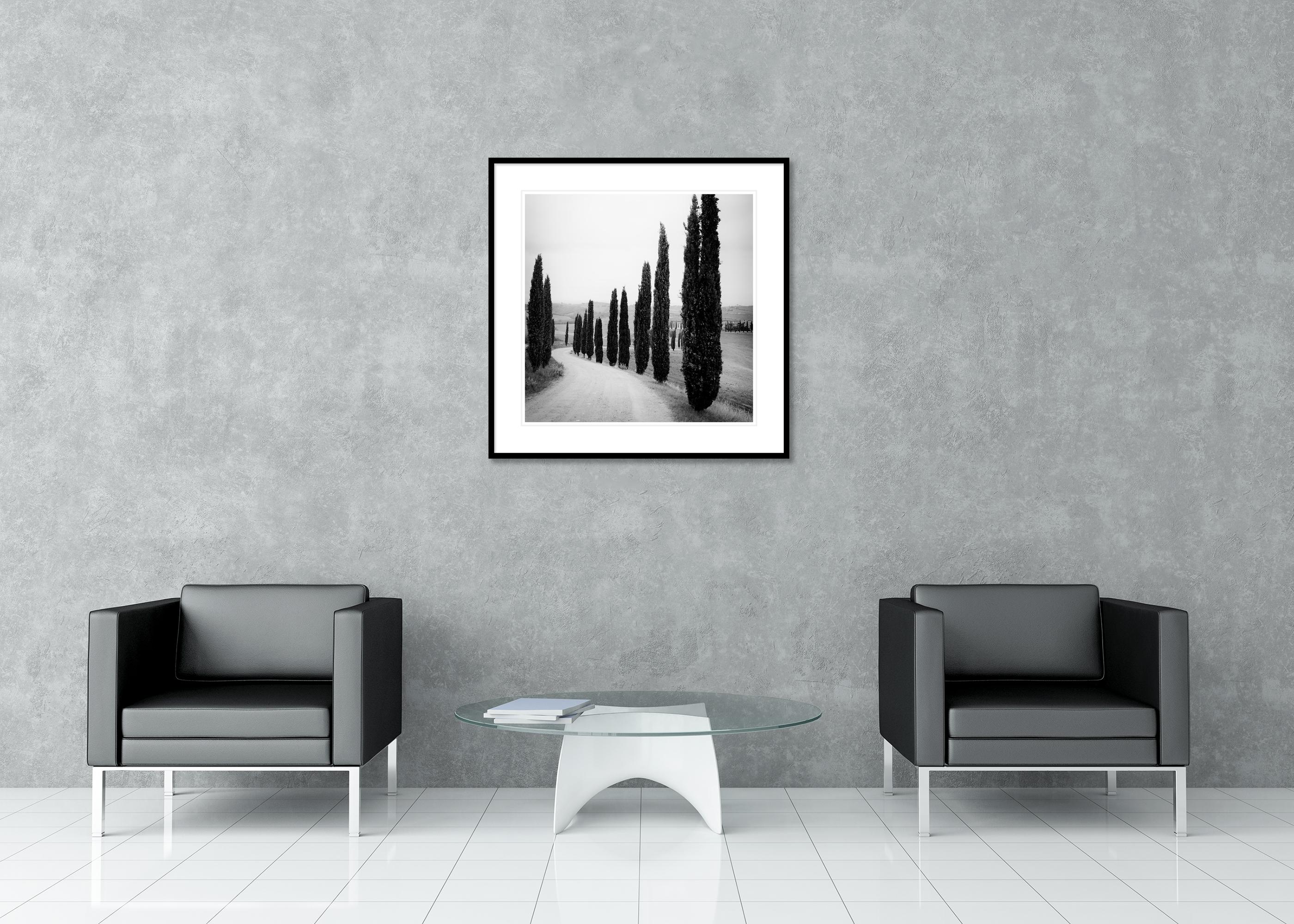 Zypressenbäume, entlang der Straße, Toskana, Schwarz-Weiß-Fotografie, Landschaft im Angebot 2