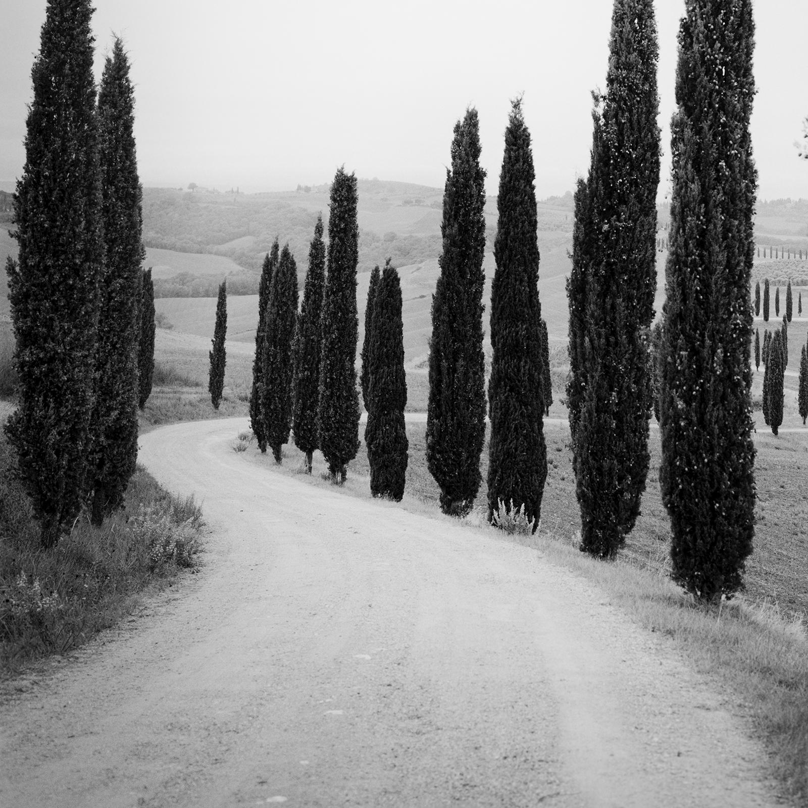 Cypress Trees, along the Road, Tuscany, black and white photography, landscape For Sale 3