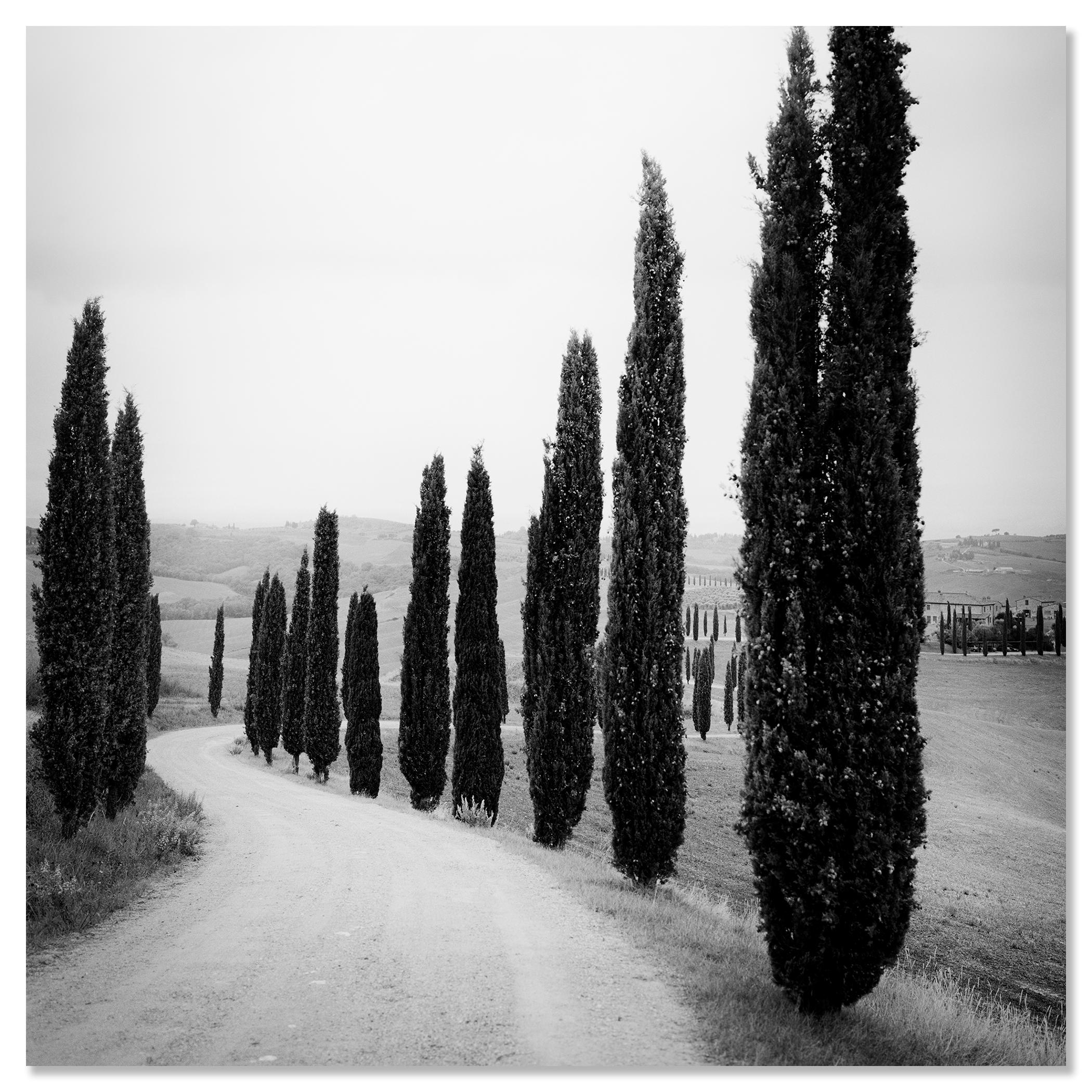 Zypressenbäume, entlang der Straße, Toskana, Schwarz-Weiß-Fotografie, Landschaft im Angebot 3