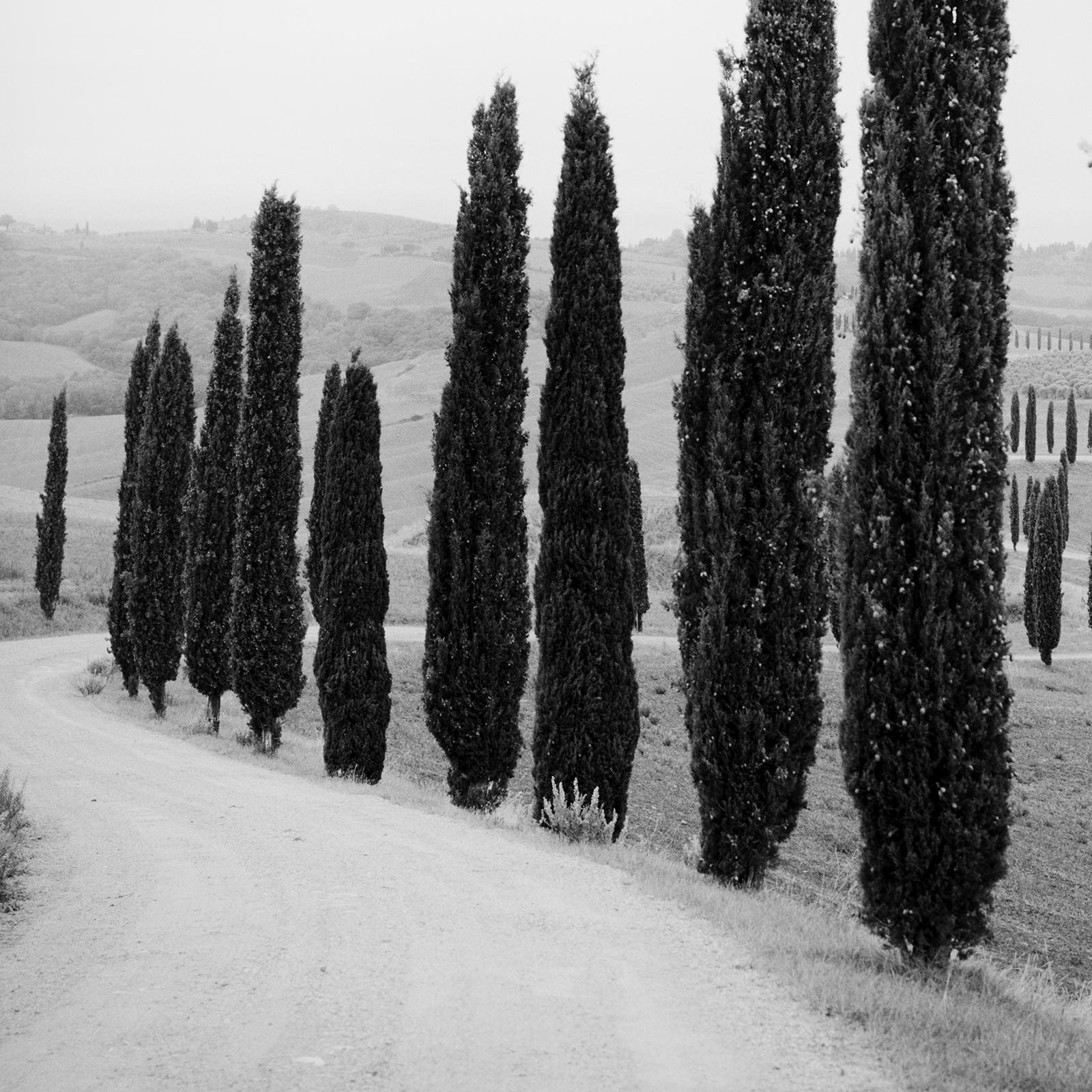 Cypress Trees, along the Road, Tuscany, black and white photography, landscape For Sale 4