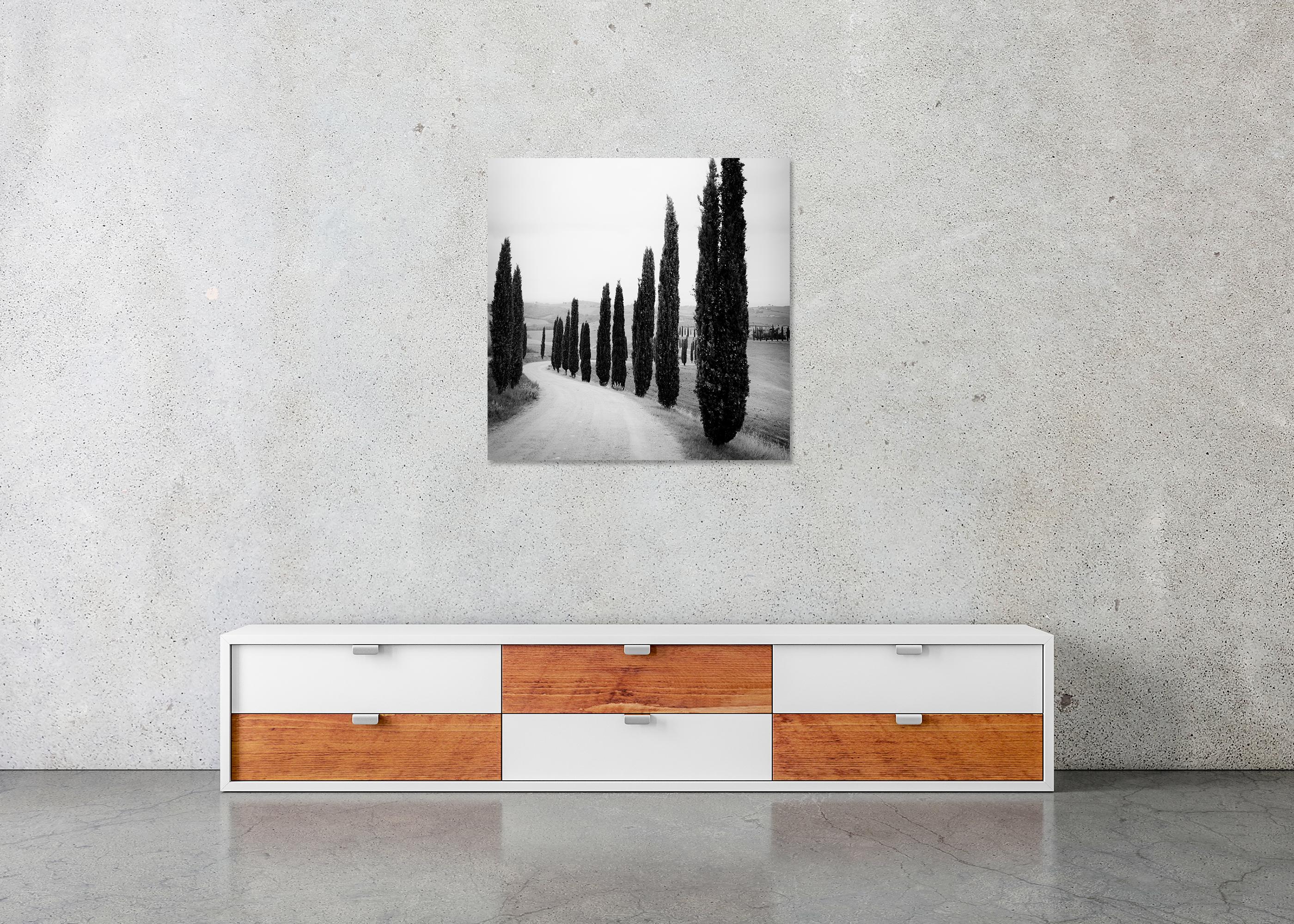 Zypressenbäume, entlang der Straße, Toskana, Schwarz-Weiß-Fotografie, Landschaft im Angebot 4
