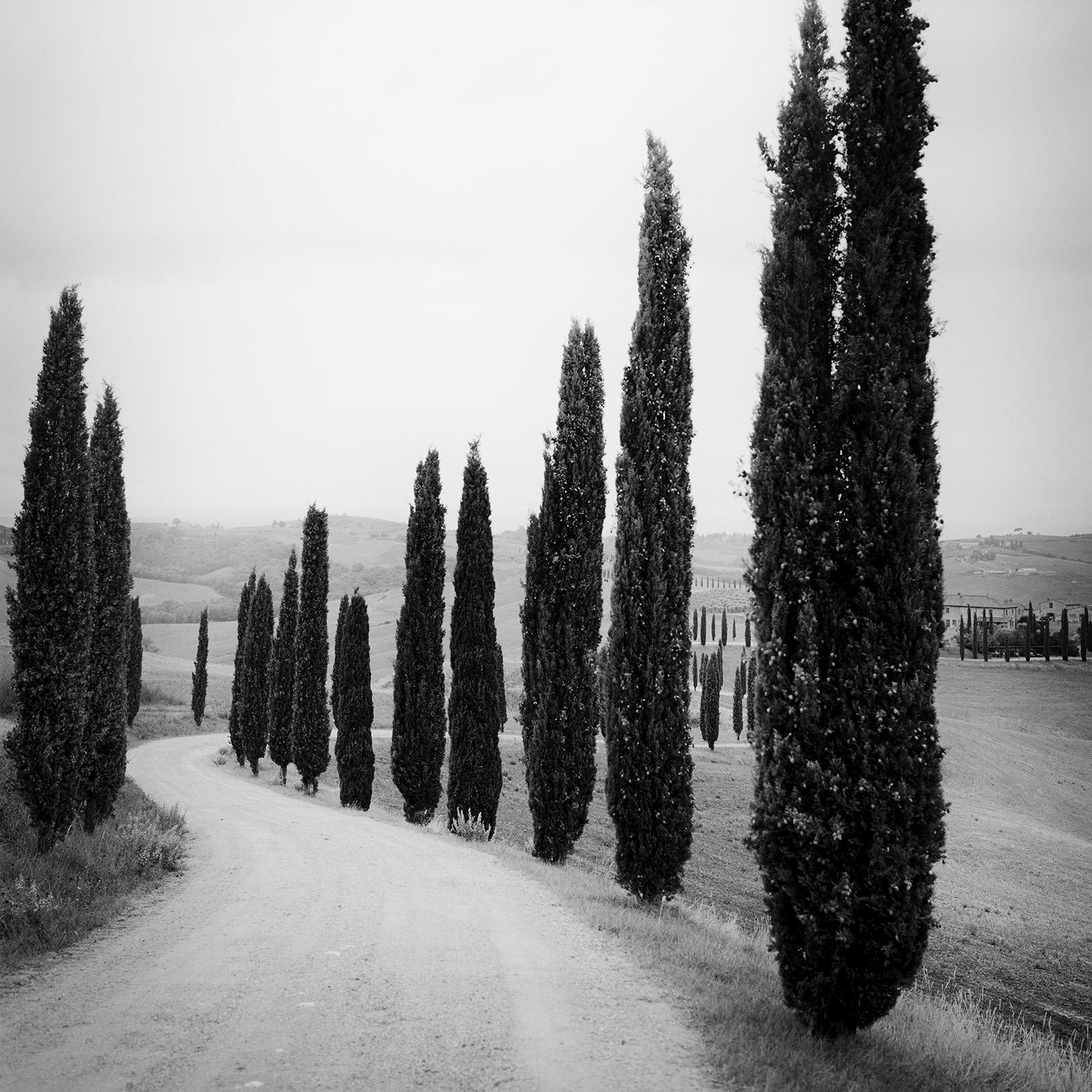 Gerald Berghammer Landscape Photograph - Cypress Trees, along the Road, Tuscany, black and white photography, landscape