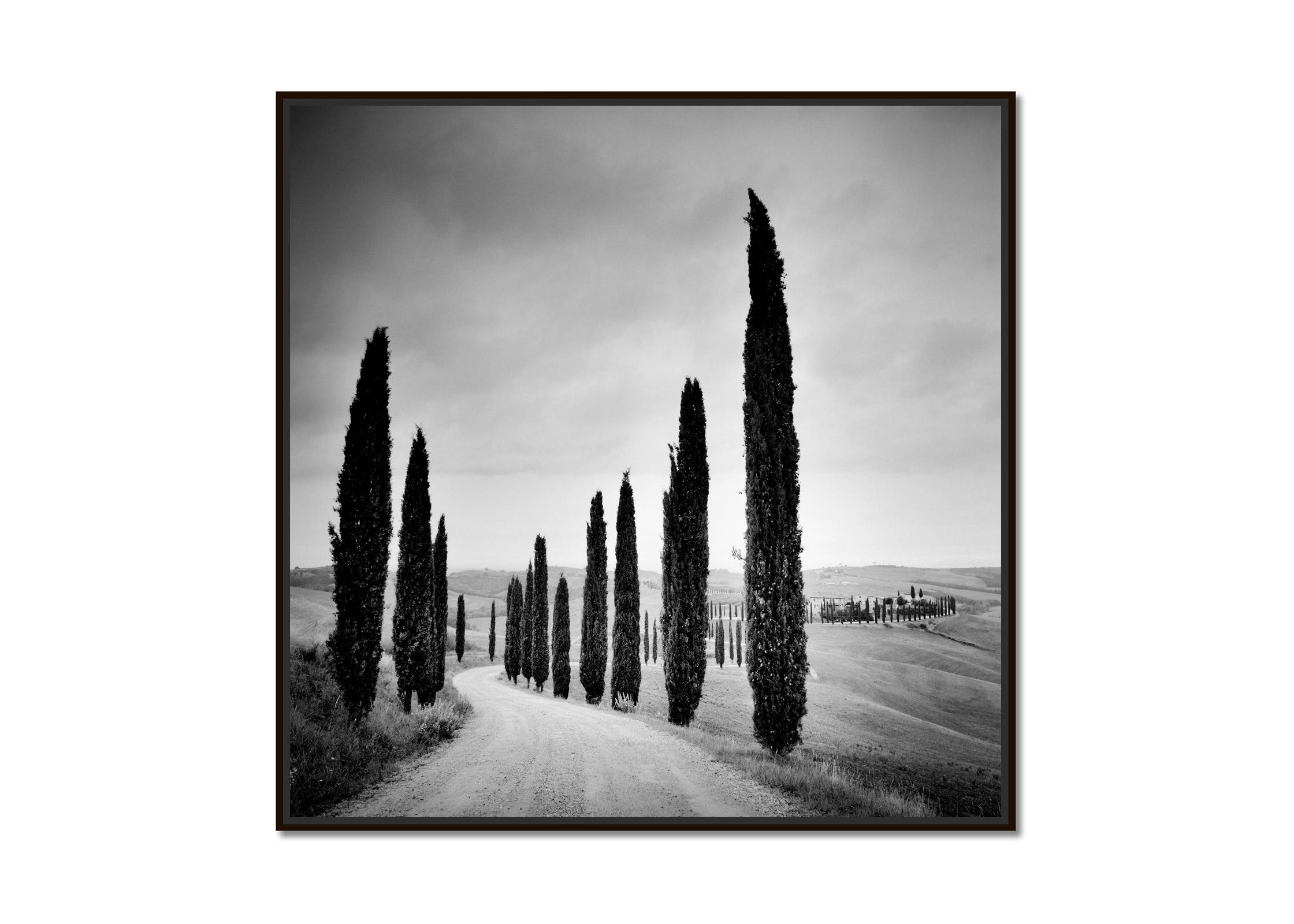 Cypress Trees along the Road, Tuscany, black and white photography, landscape - Photograph by Gerald Berghammer