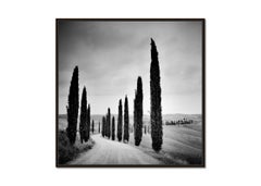 Cypress Trees along the Road, Tuscany, black and white photography, landscape