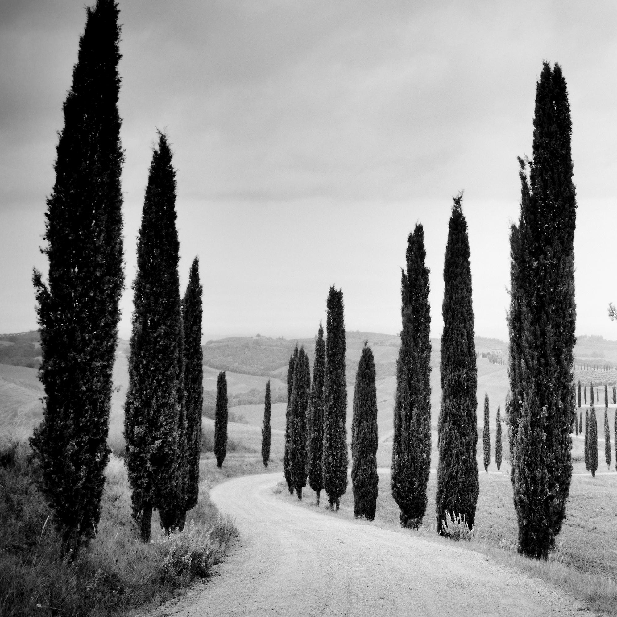 Black and white fine art landscape photography print. Road through cypress avenue in the heart of Tuscany, Italy. Archival pigment ink print, edition of 9. Signed, titled, dated and numbered by artist. Certificate of authenticity included. Printed