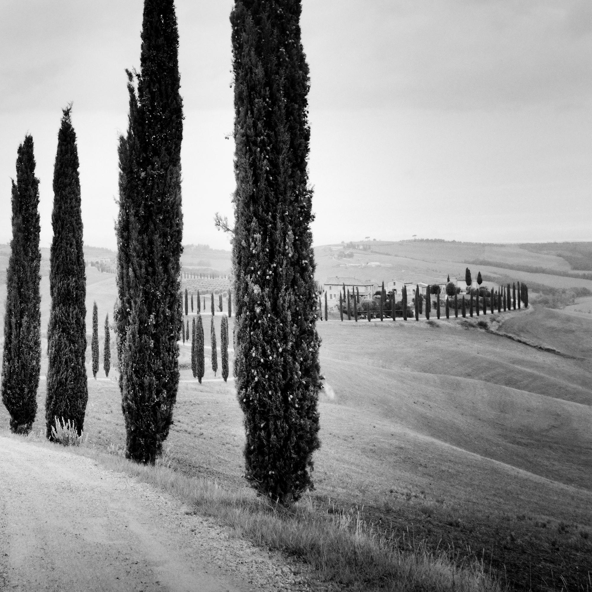 Cypress Trees along the Road, Tuscany, black and white photography, landscape For Sale 1