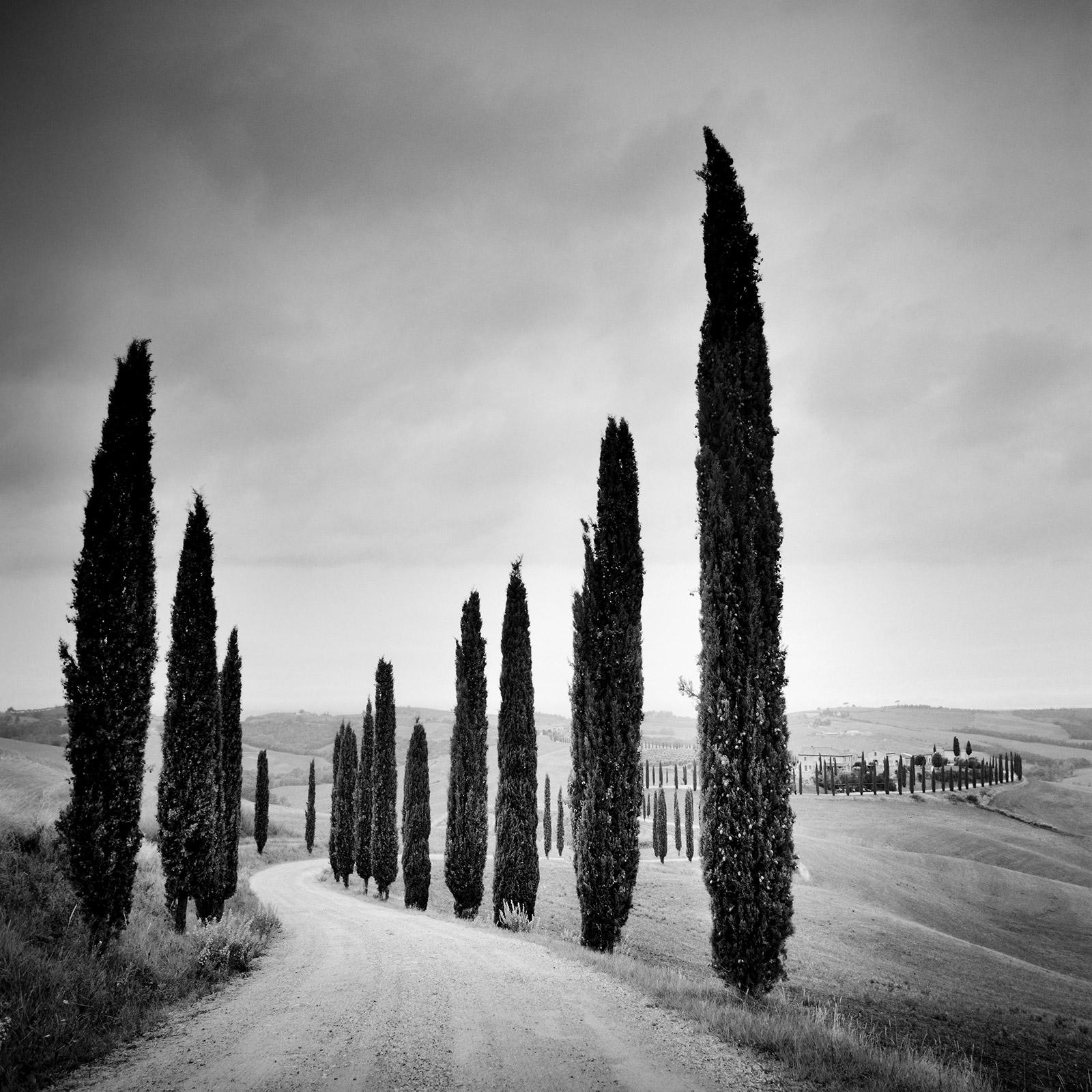 Zypressenbäume entlang der Straße, Toskana, Schwarz-Weiß-Fotografie, Landschaft