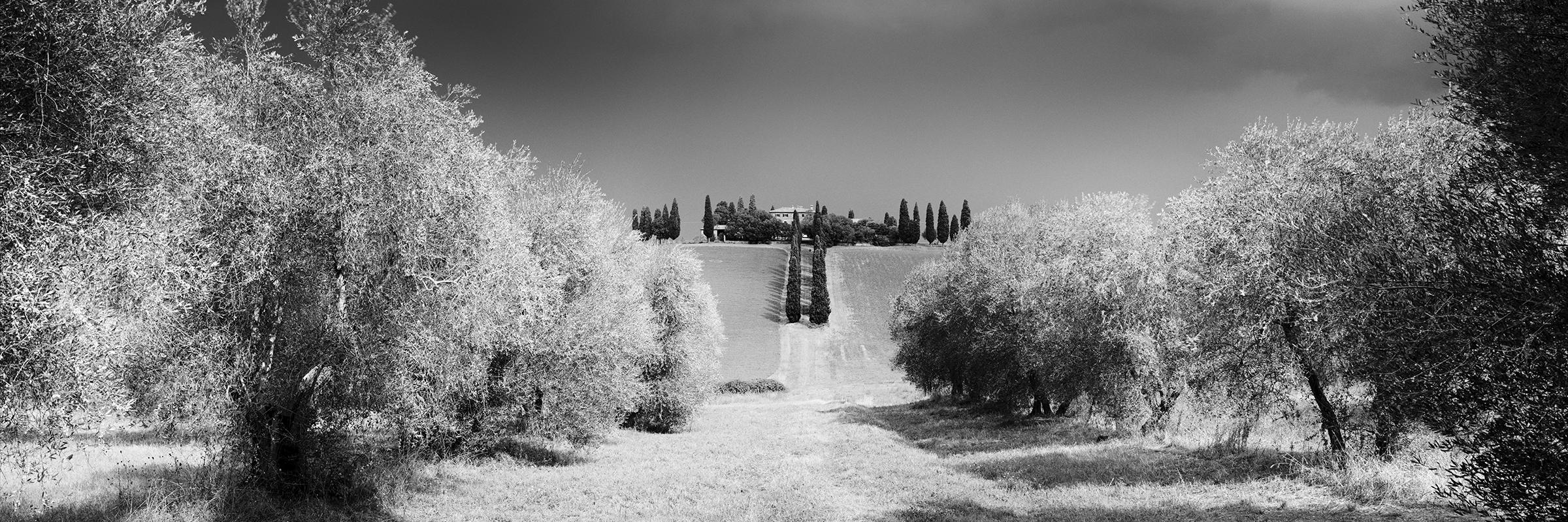Gerald Berghammer Black and White Photograph - Cypress Trees, Rural House, Tuscany, black and white photography, landscape