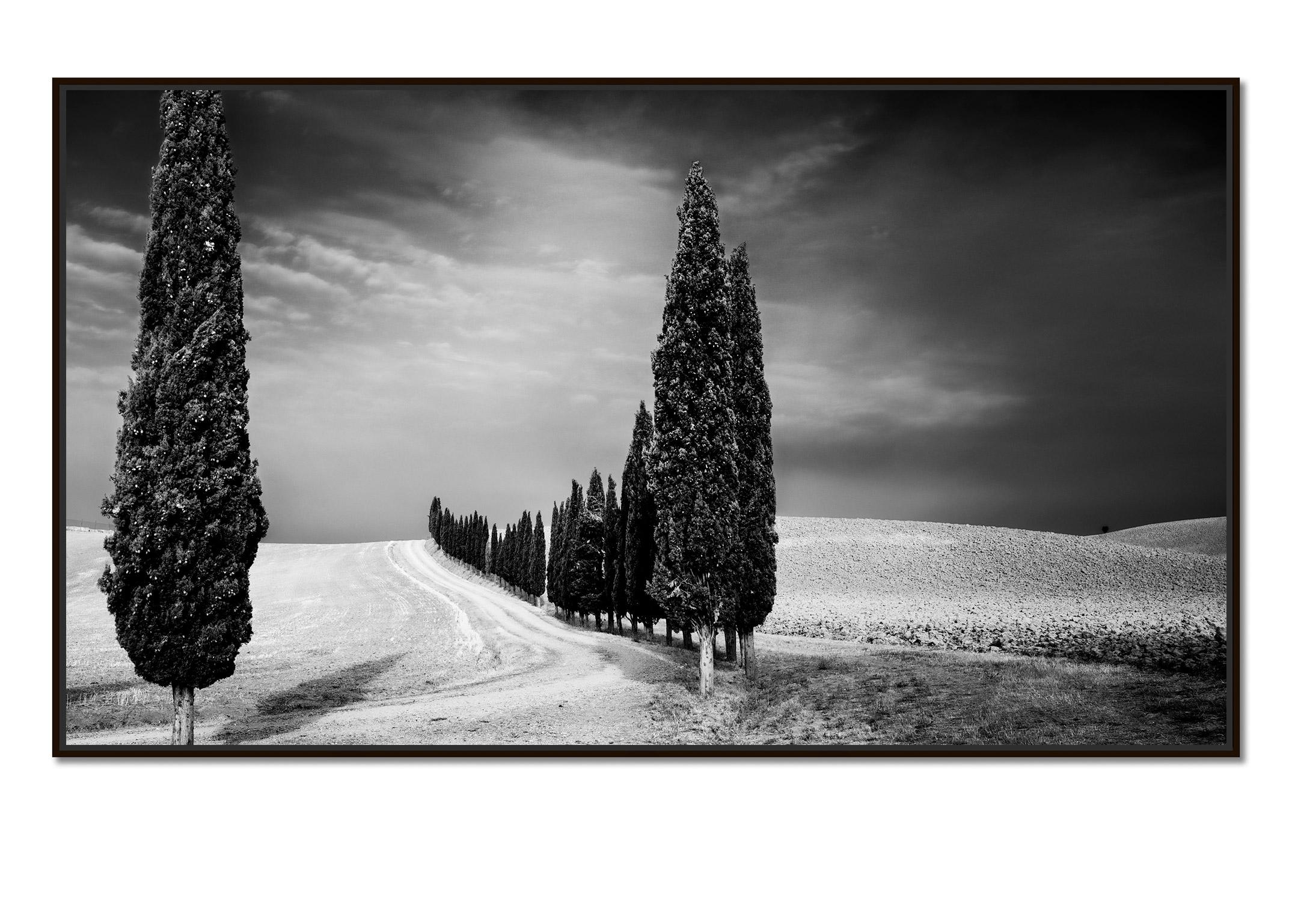 Cypress Trees Avenue Panorama Tuscany black white fine art landscape photography - Photograph by Gerald Berghammer