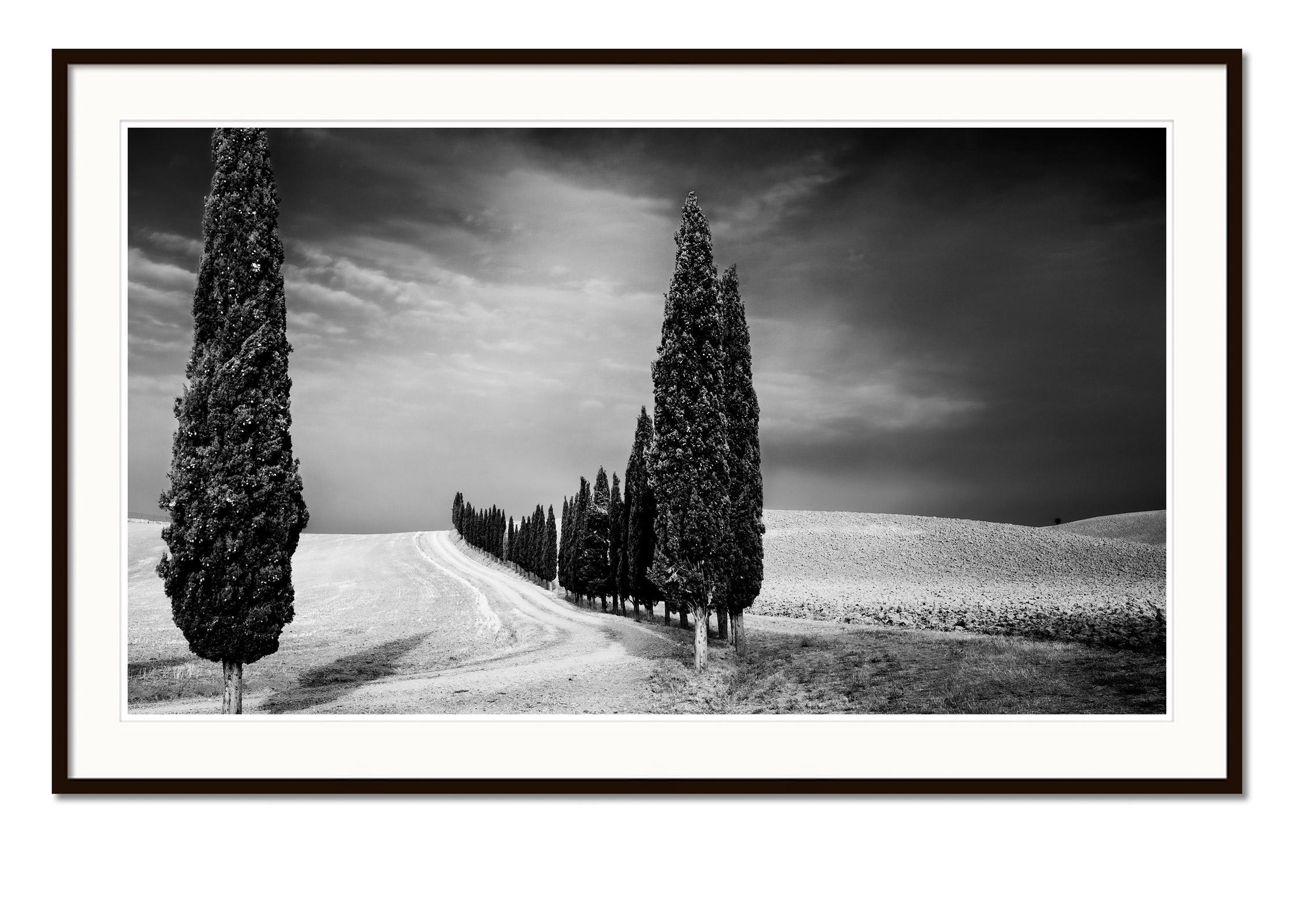 Cypress Trees Avenue Panorama Tuscany black white fine art landscape photography - Black Black and White Photograph by Gerald Berghammer