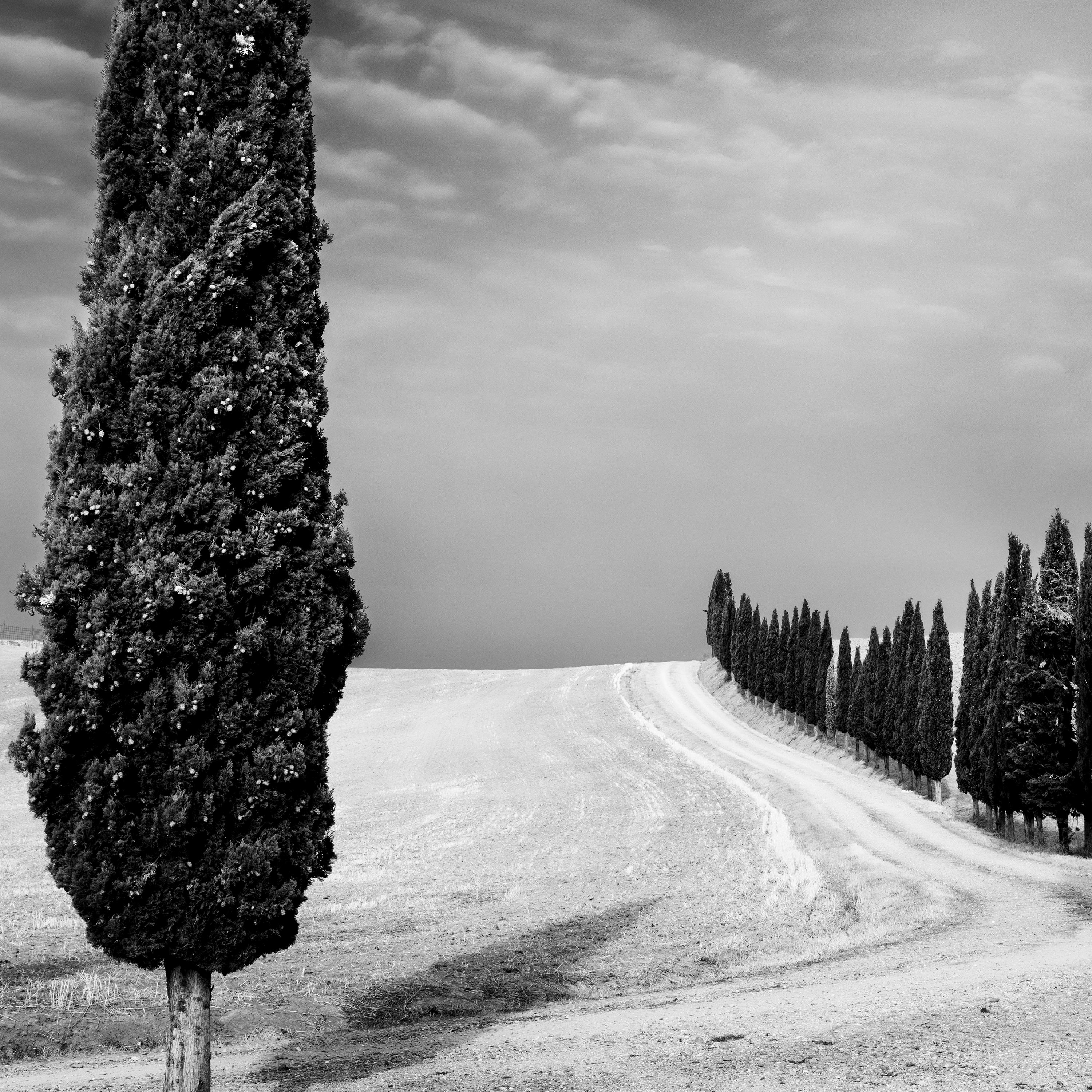 Cypress Trees Avenue Panorama Tuscany black white fine art landscape photography For Sale 3