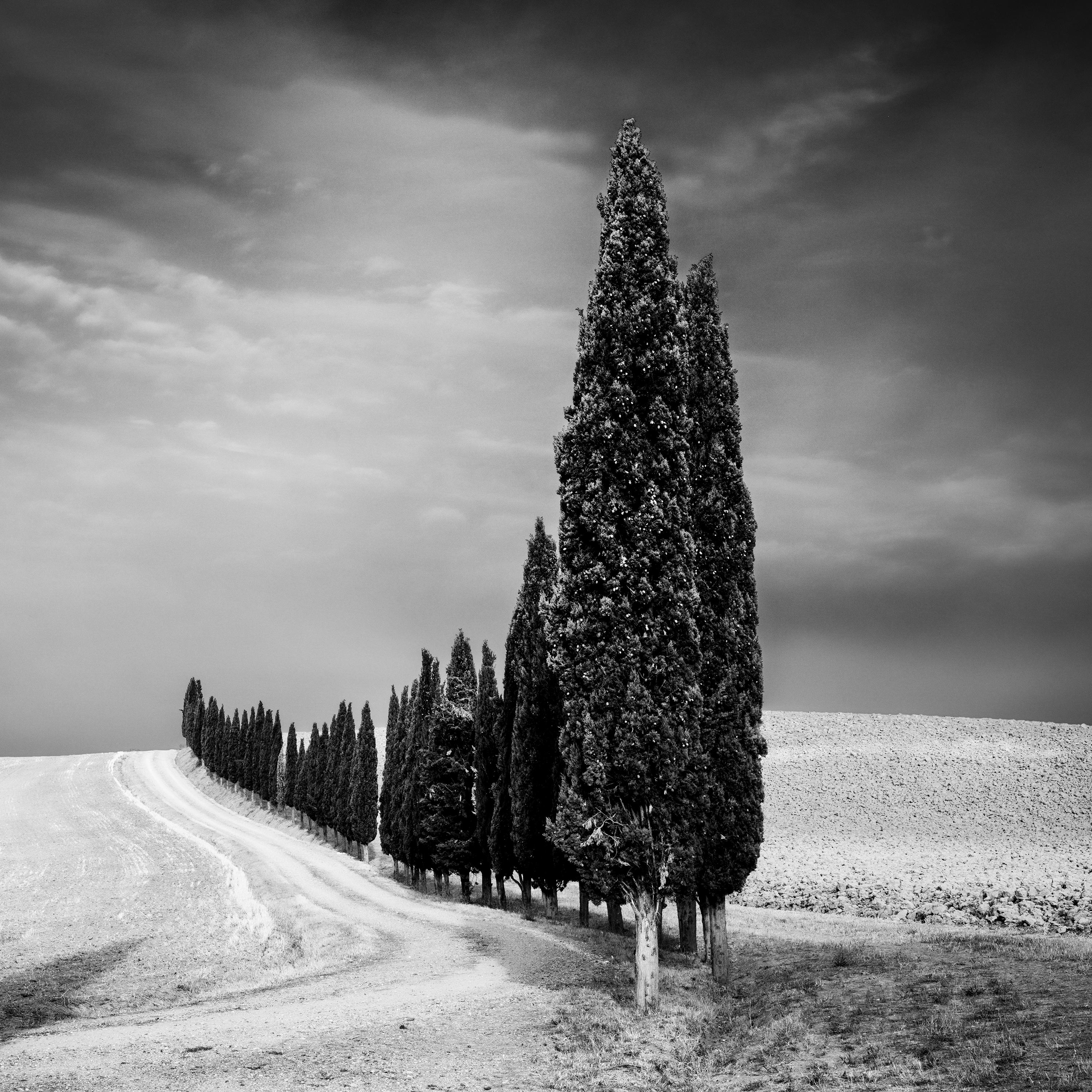 Cypress Trees Avenue Panorama Tuscany black white fine art landscape photography For Sale 4