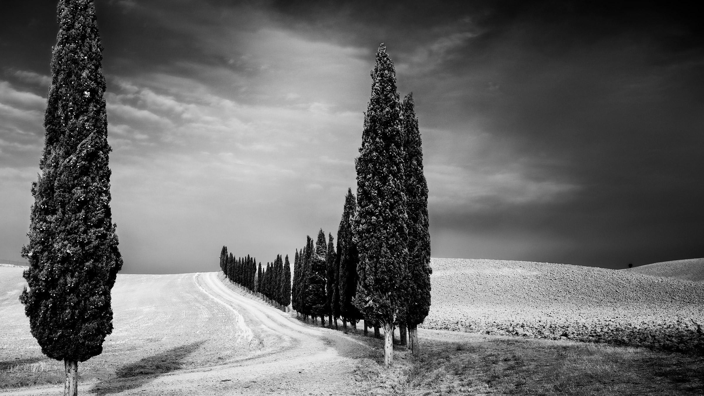 Zypressenbäume Avenue, Toskana, Schwarz-Weiß-Fotografie, limitierte Landschaft